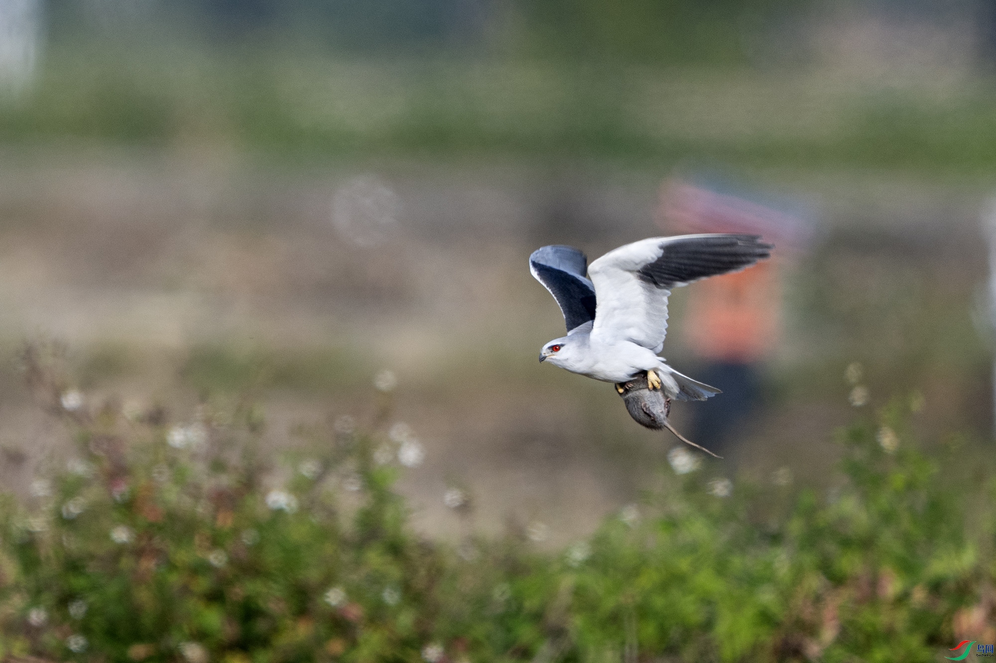 DSC_0549.jpg