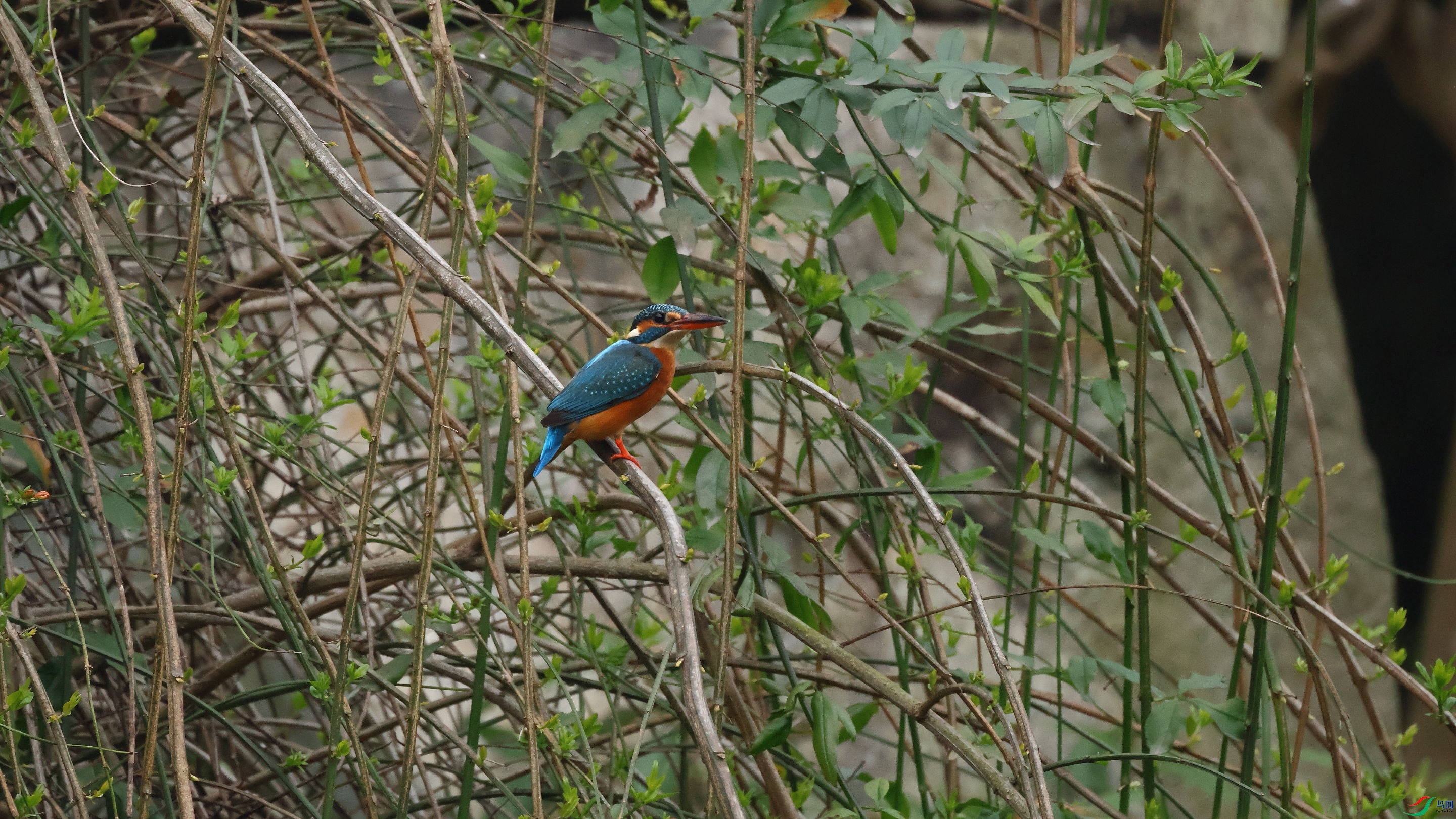IMG_7232.JPG