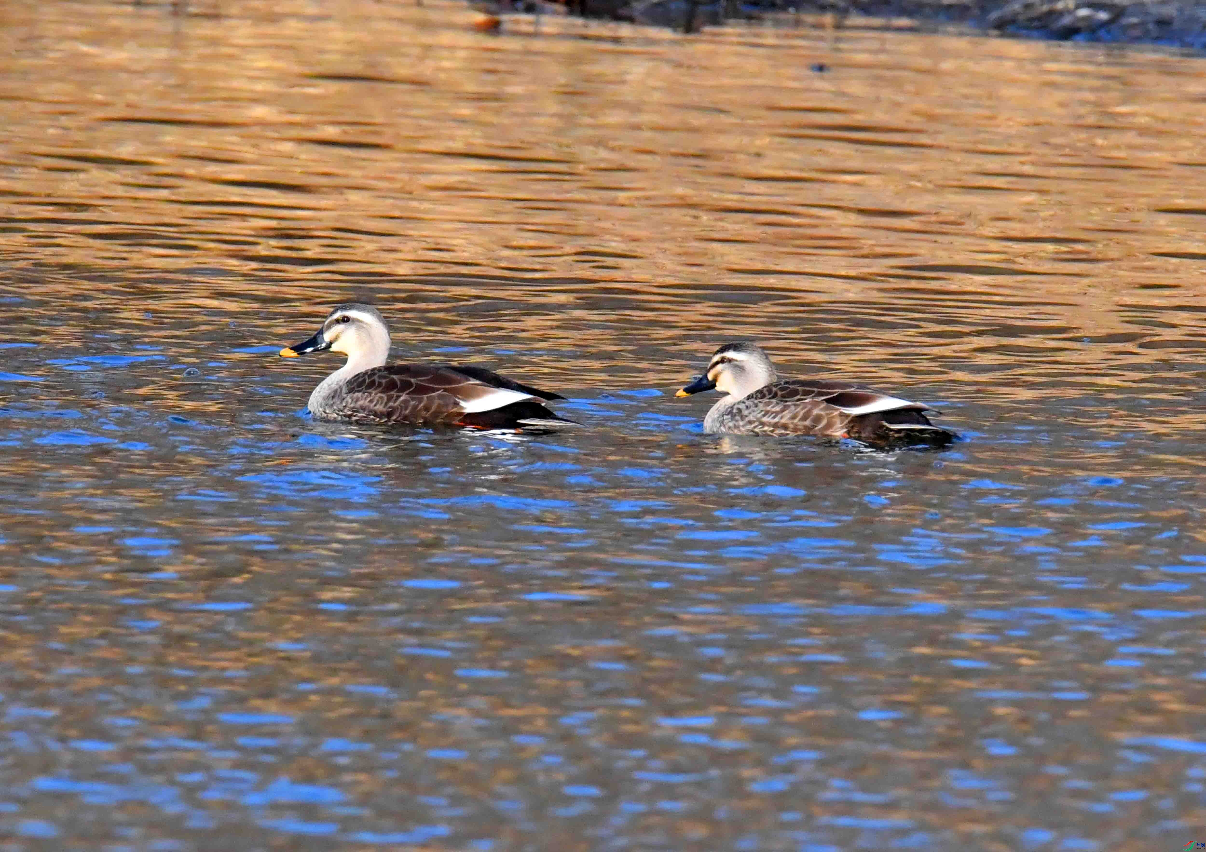 DSC_4646.JPG