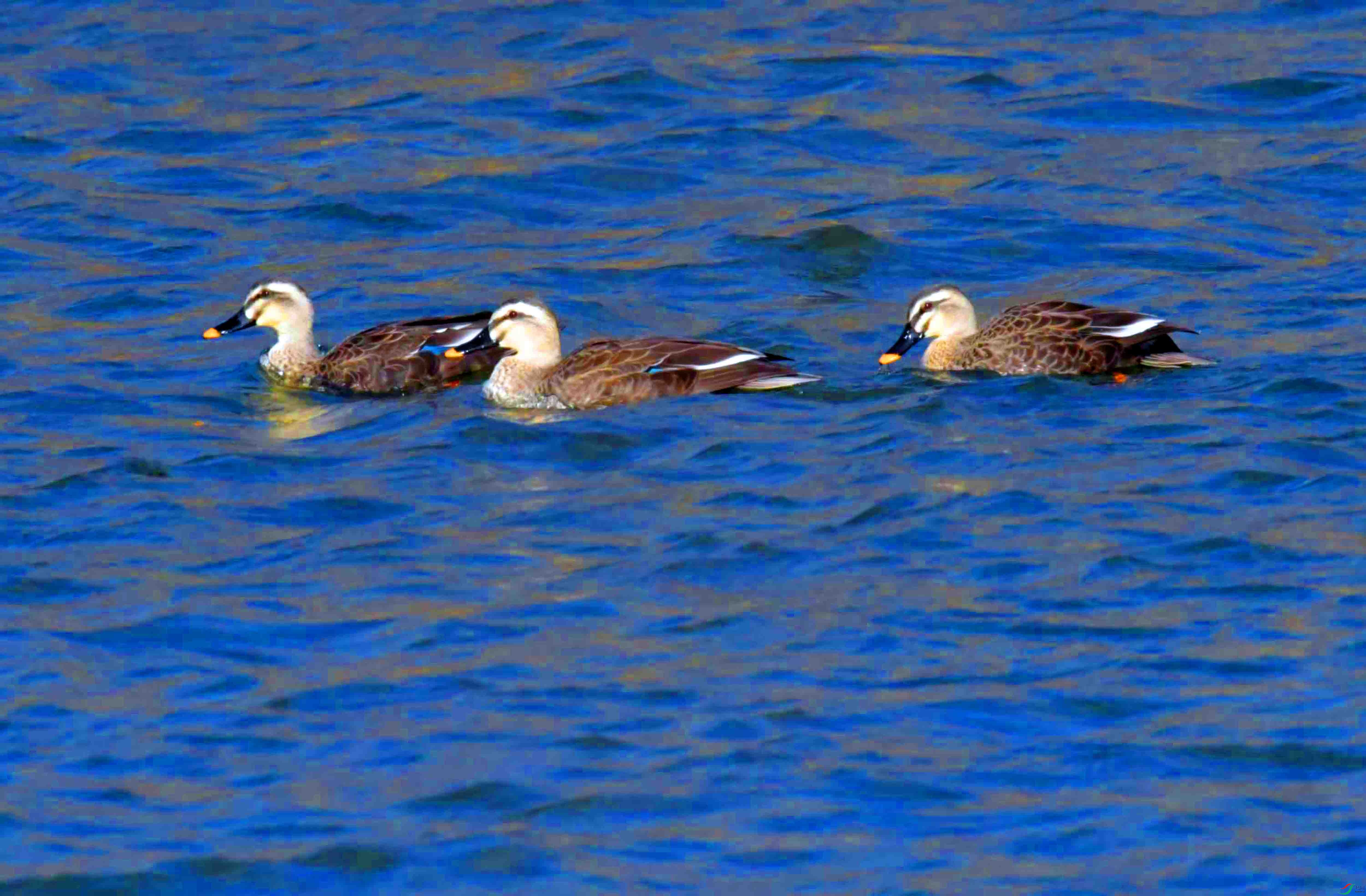 DSC_4763.JPG