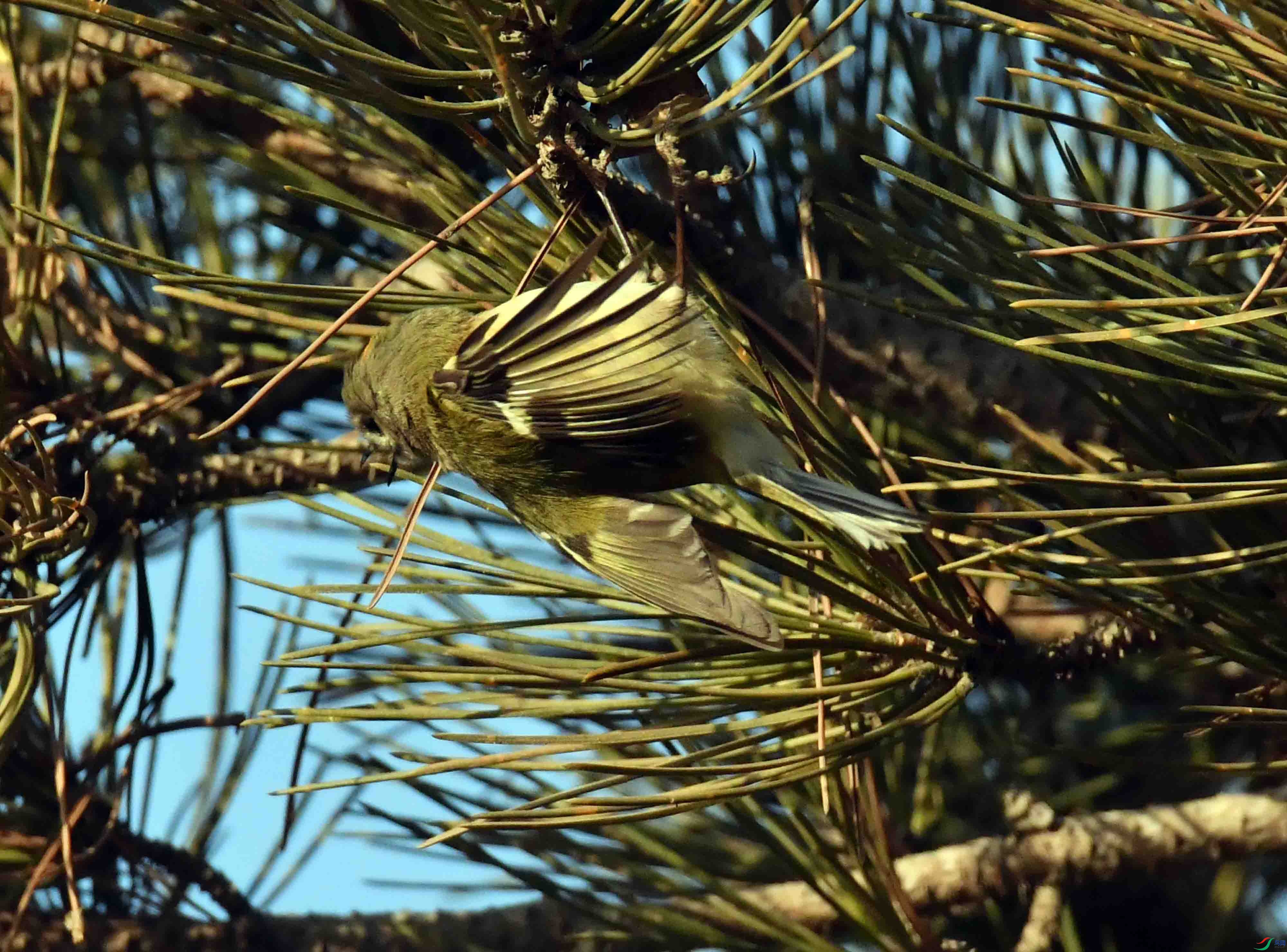 DSC_9601.JPG