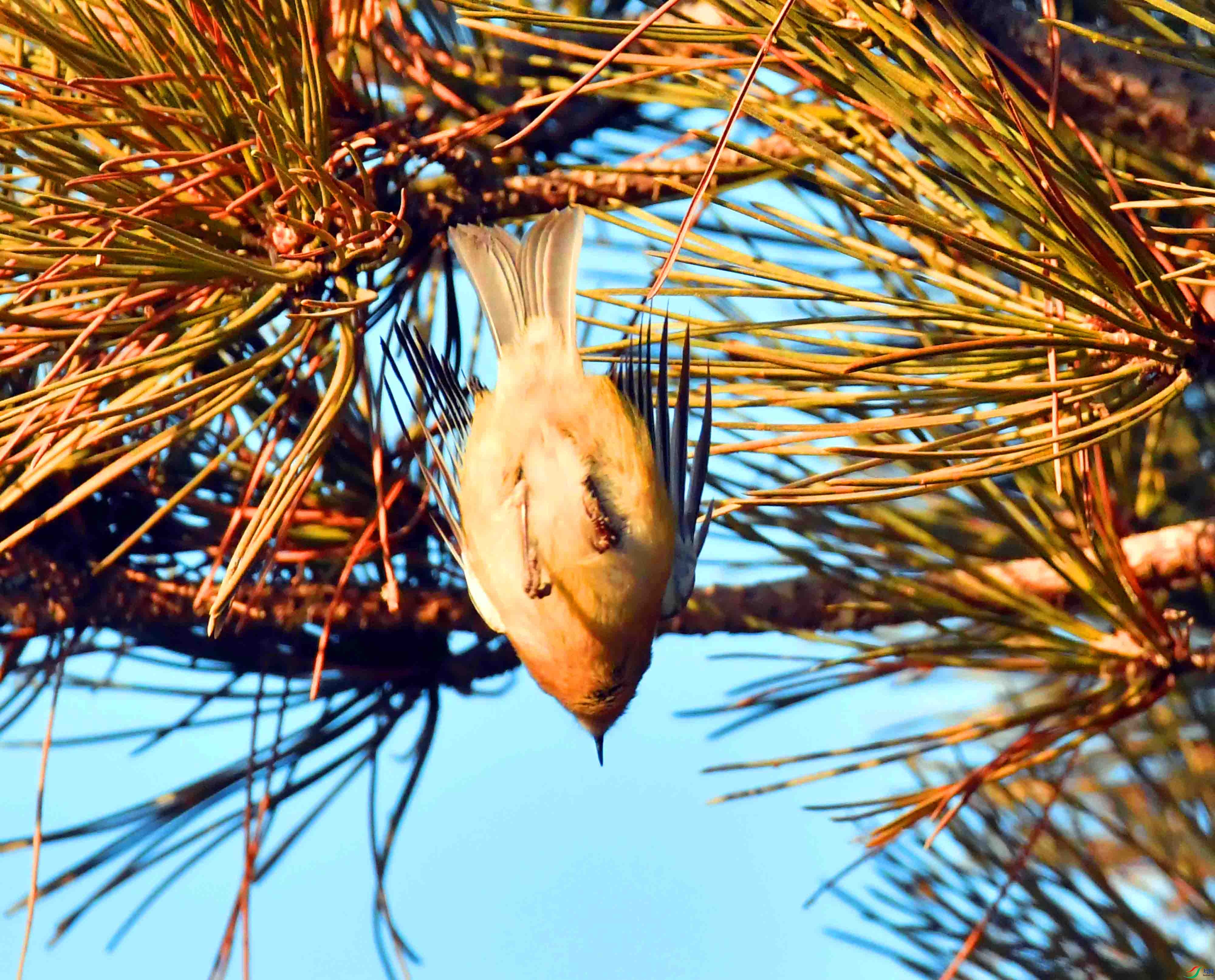 DSC_9602.JPG