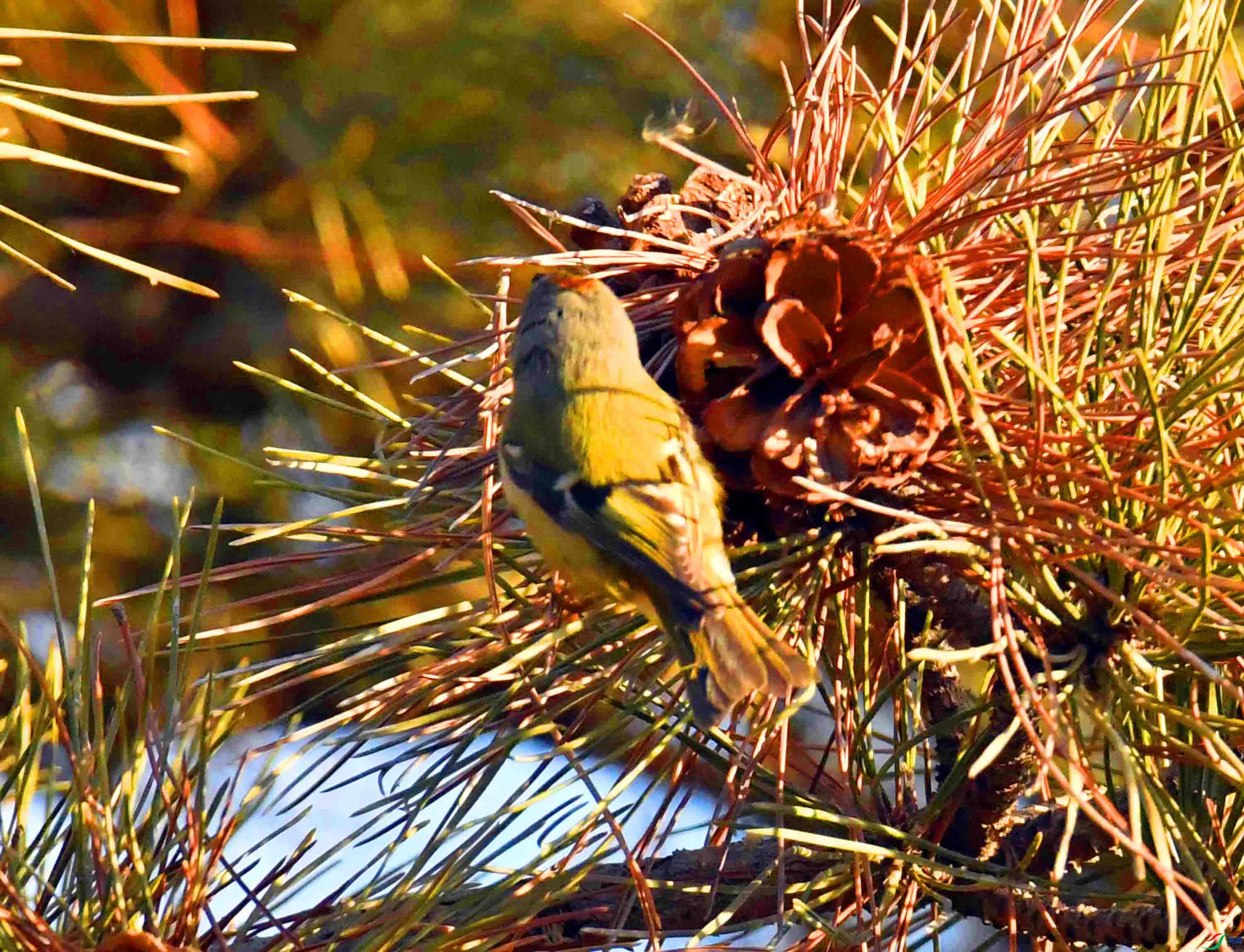 DSC_9676.JPG