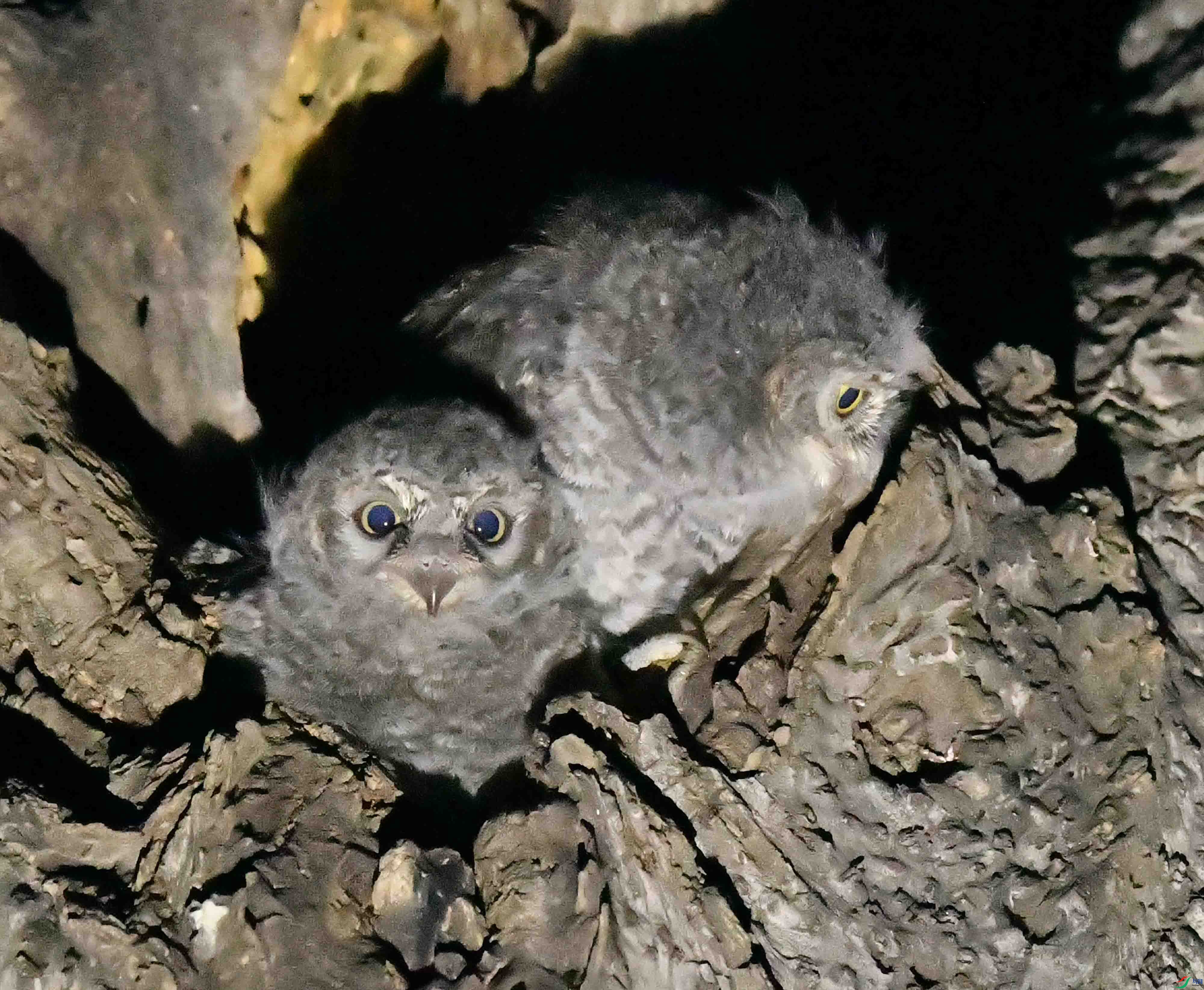 DSC_4619.JPG
