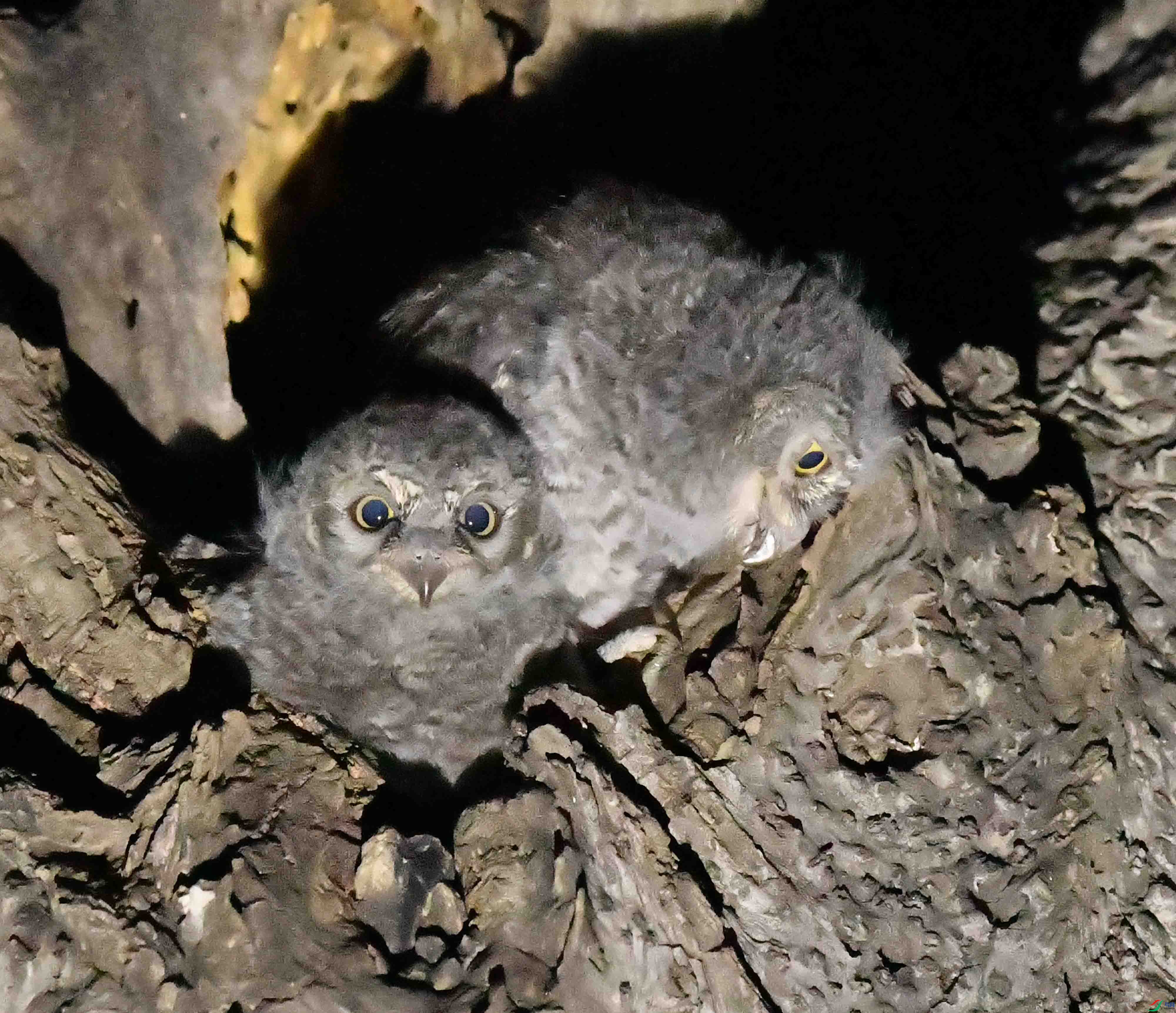 DSC_4616.JPG