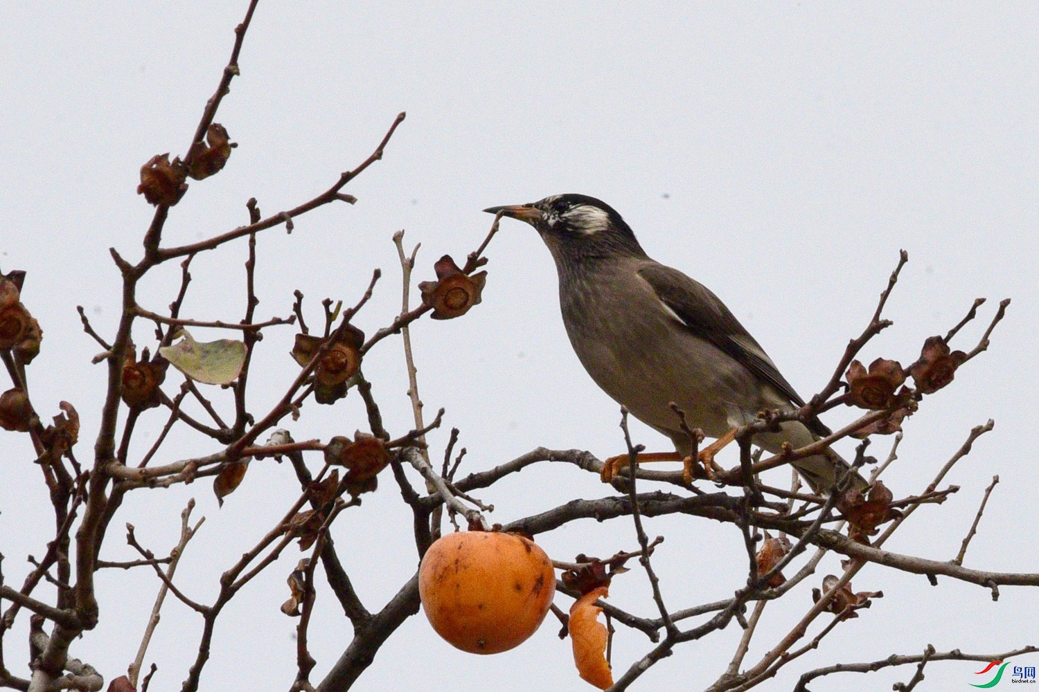 DSC_5071.JPG