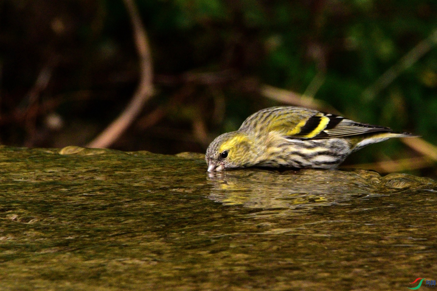 DSC_6205.JPG