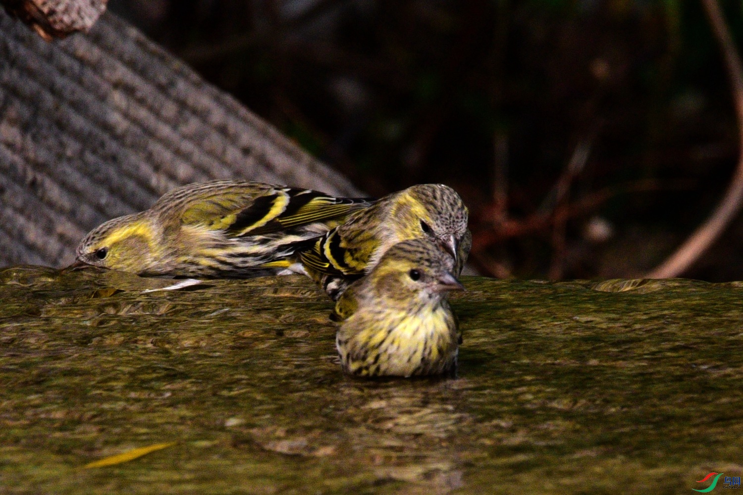 DSC_6217.JPG