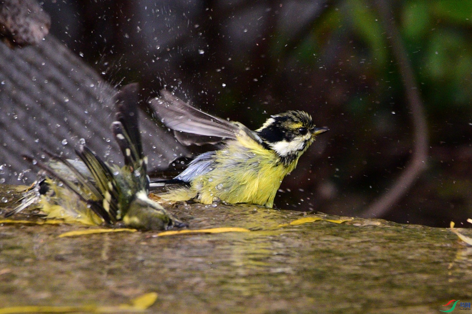 DSC_6617.JPG