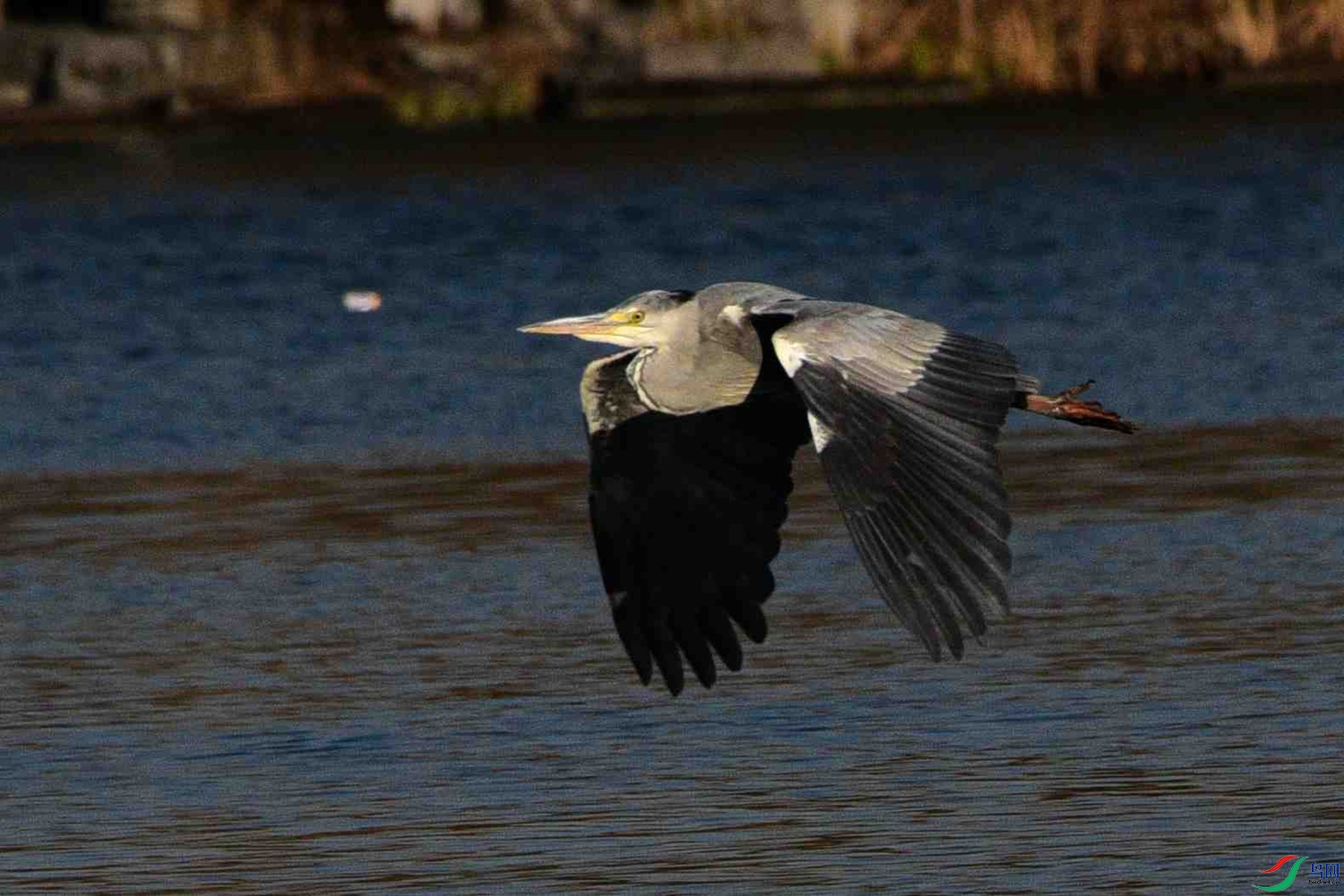 DSC_0220.JPG