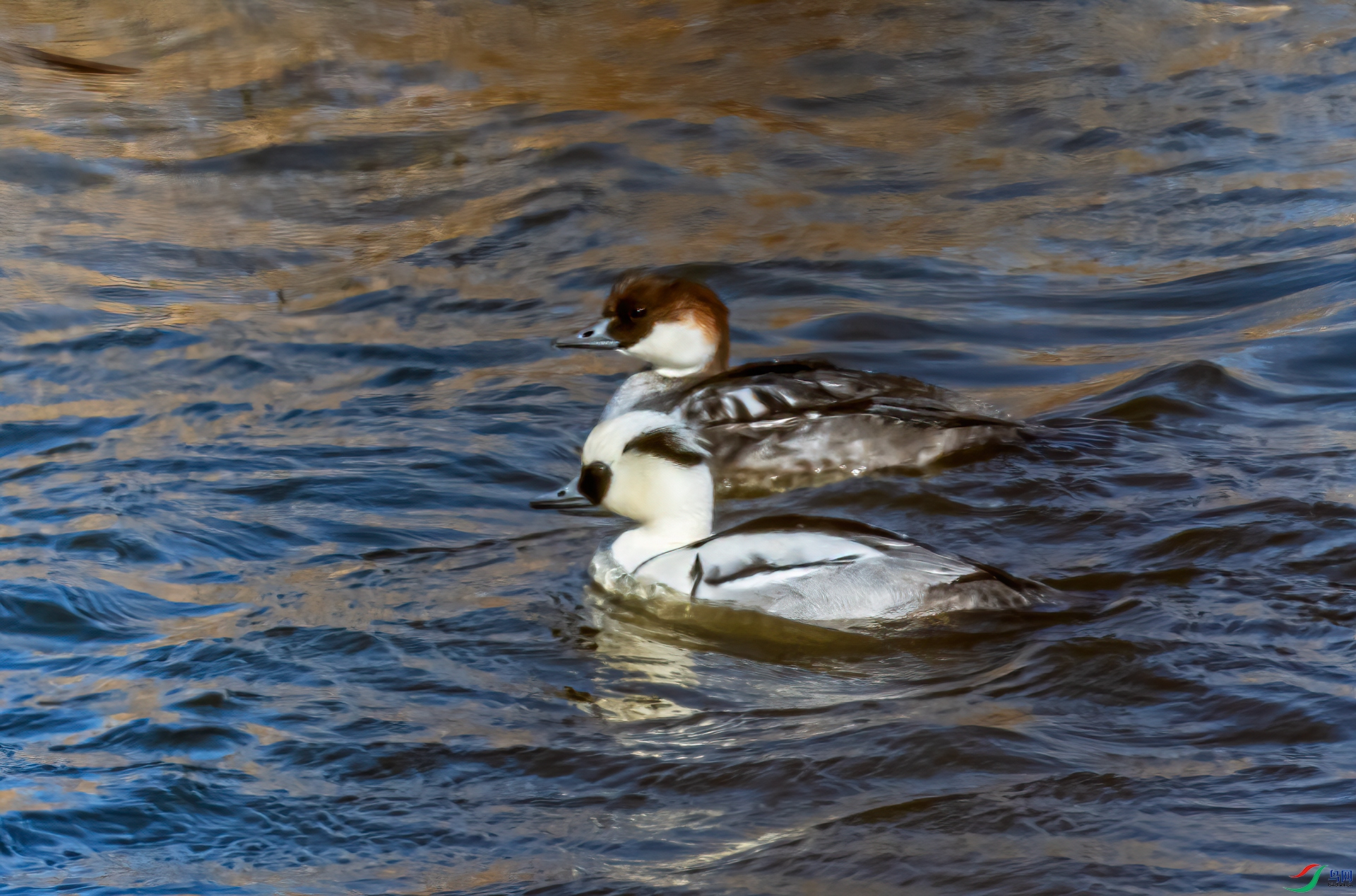 DSC_1511-11.jpg
