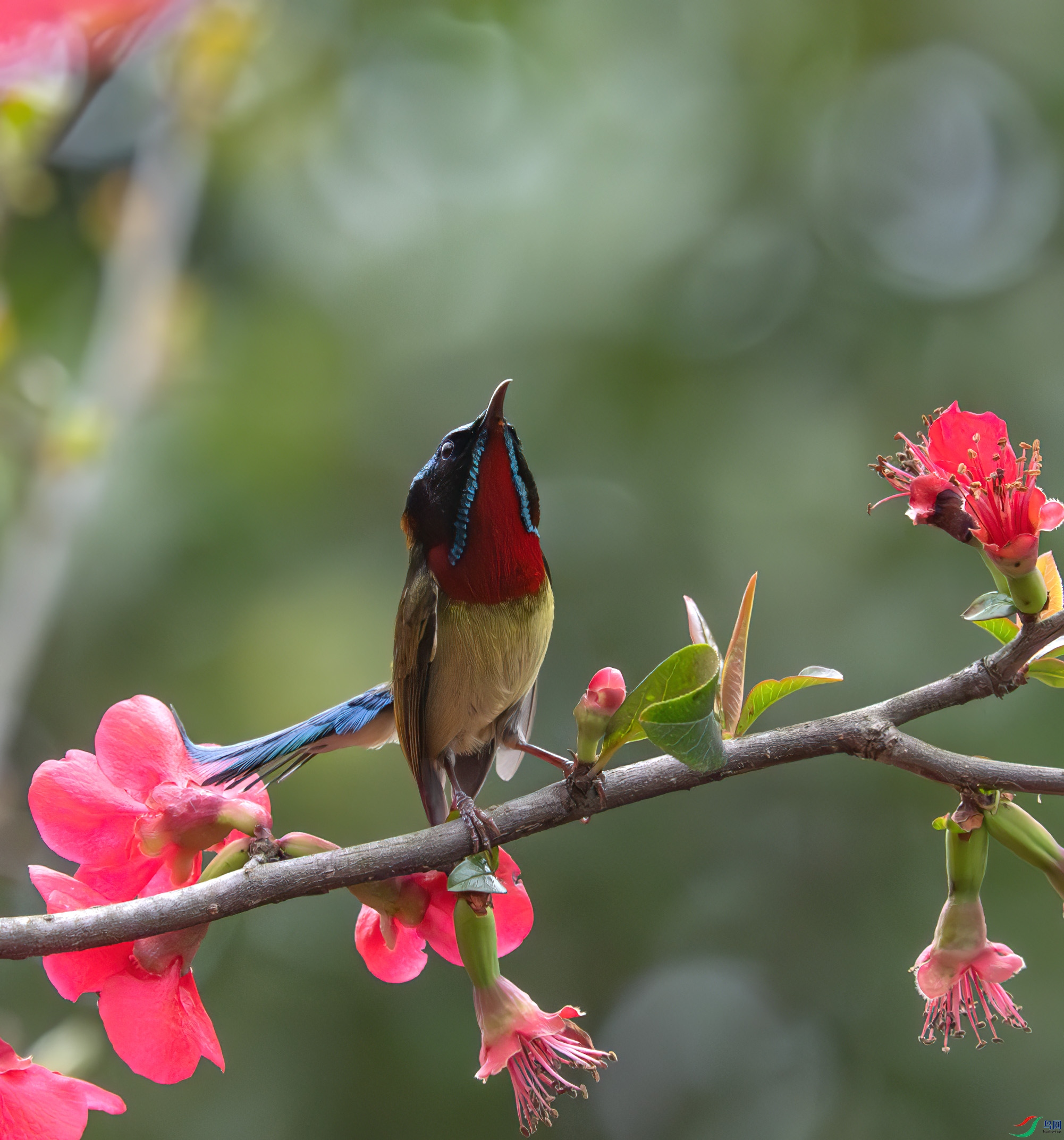 DSC_3029-����ǿ-NR ����.jpg