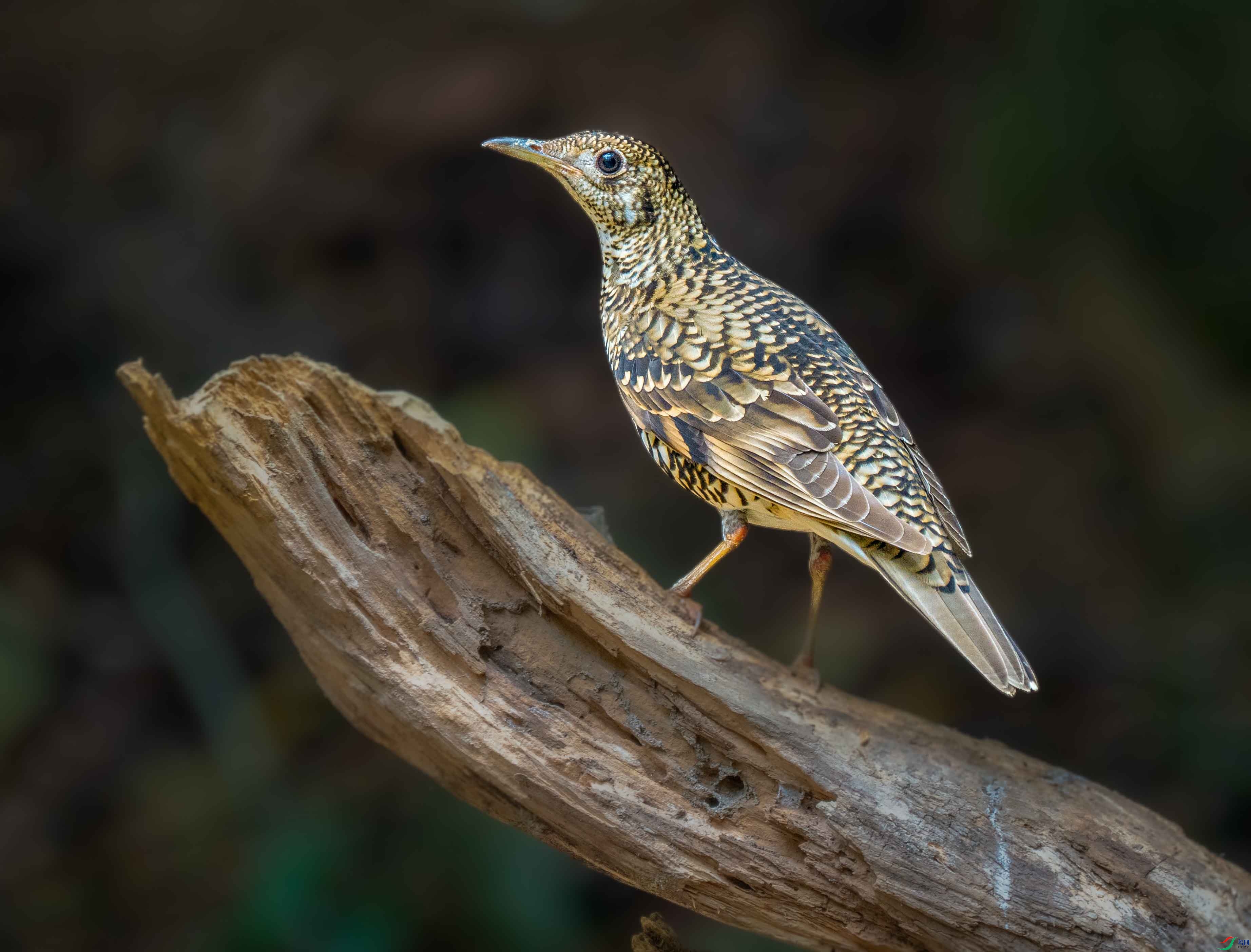 P3112507 --��Ƥ�.jpg