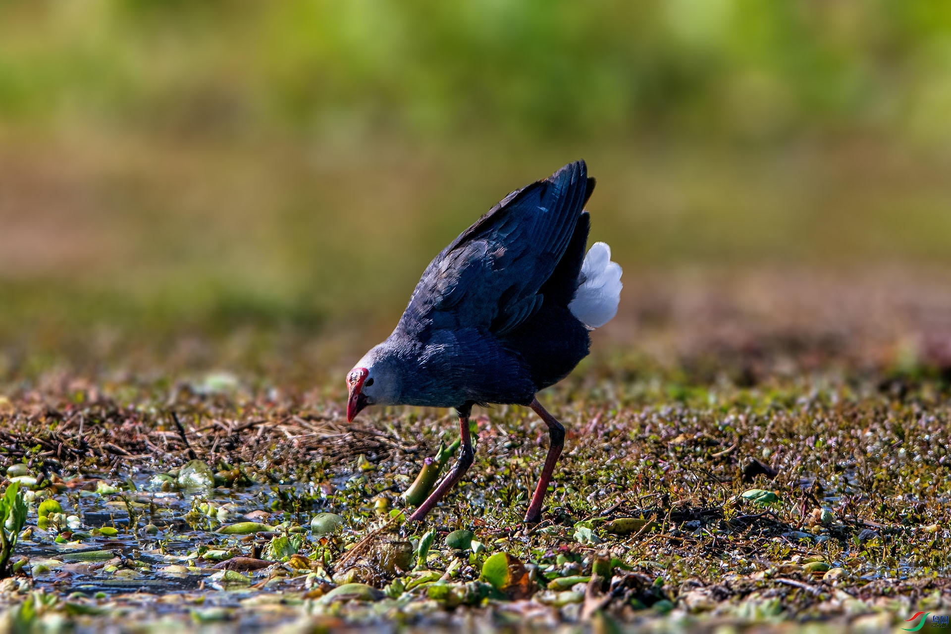 _AUU6138��ˮ��(24.2.19).jpg