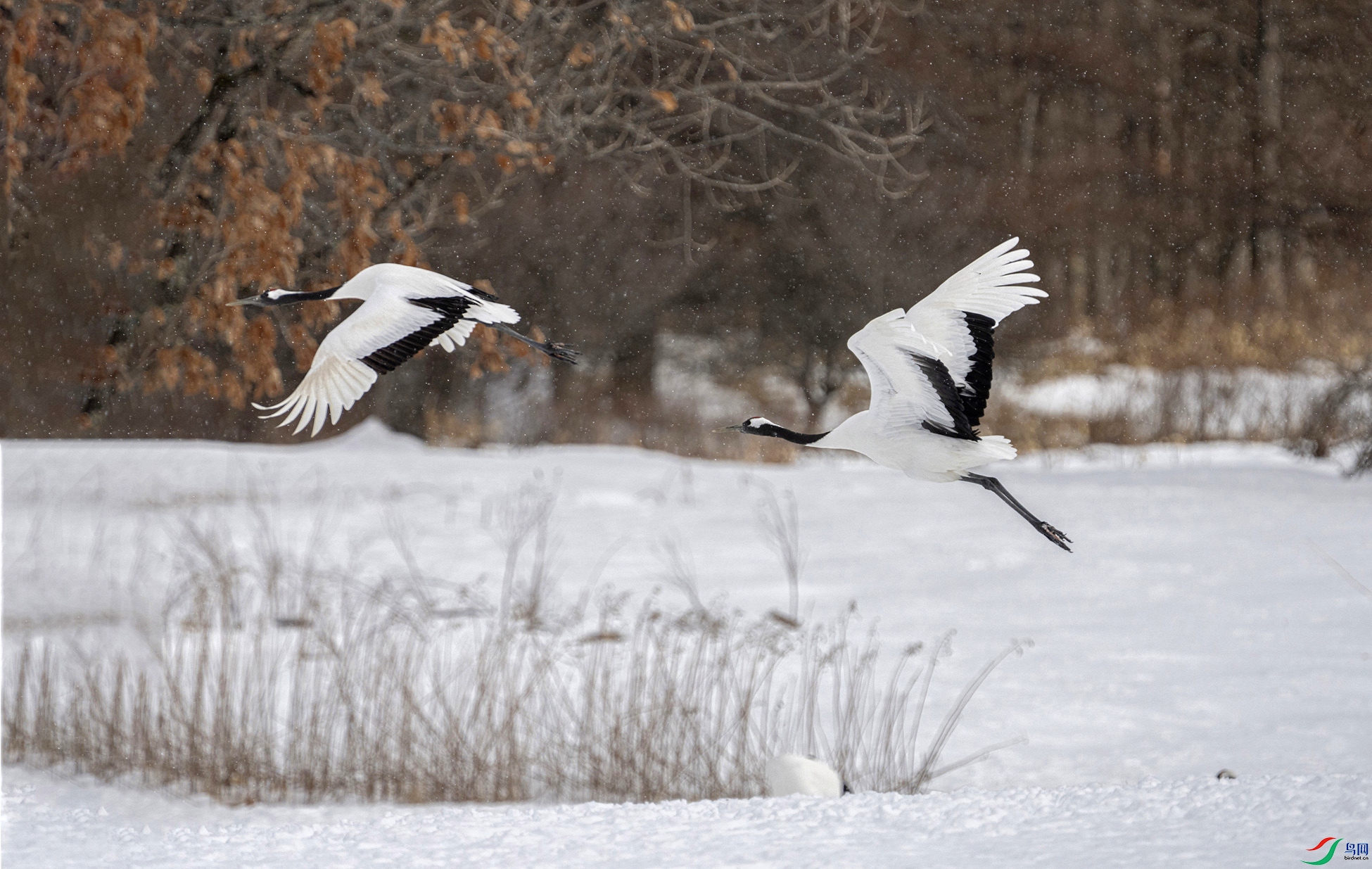 DSC05333 a_����.jpg