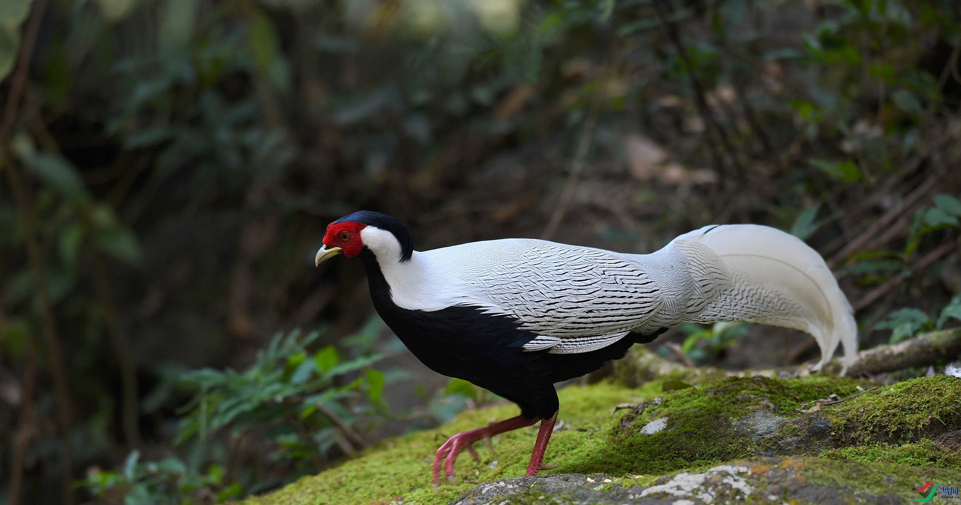 DSC_3553.jpg