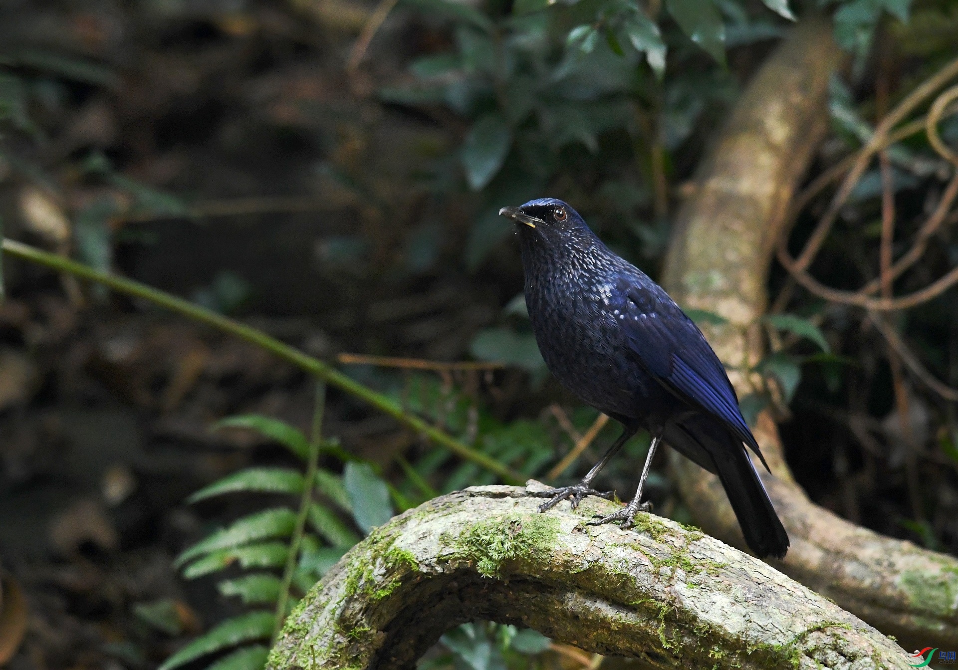 DSC_4246.jpg