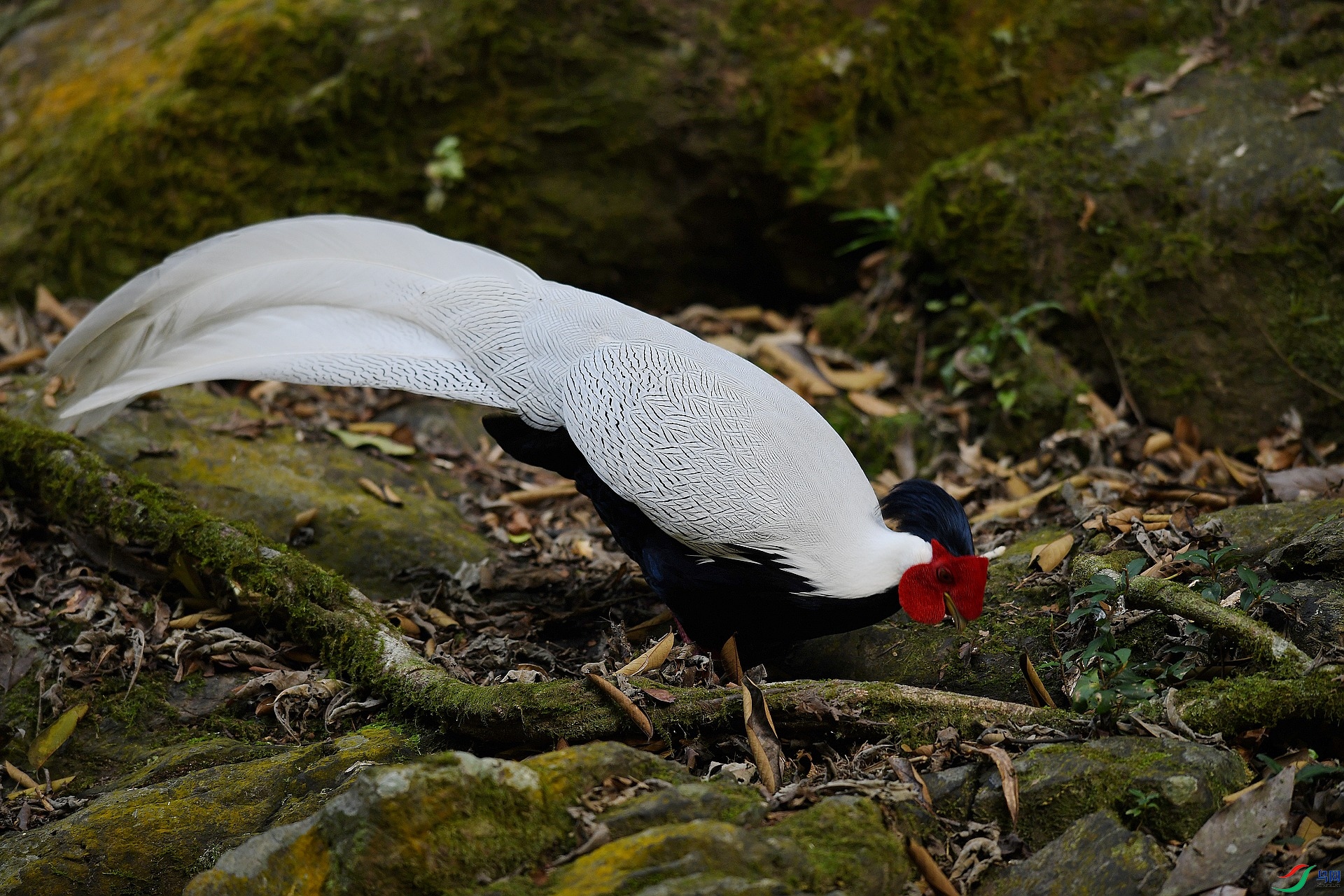 DSC_4036.jpg
