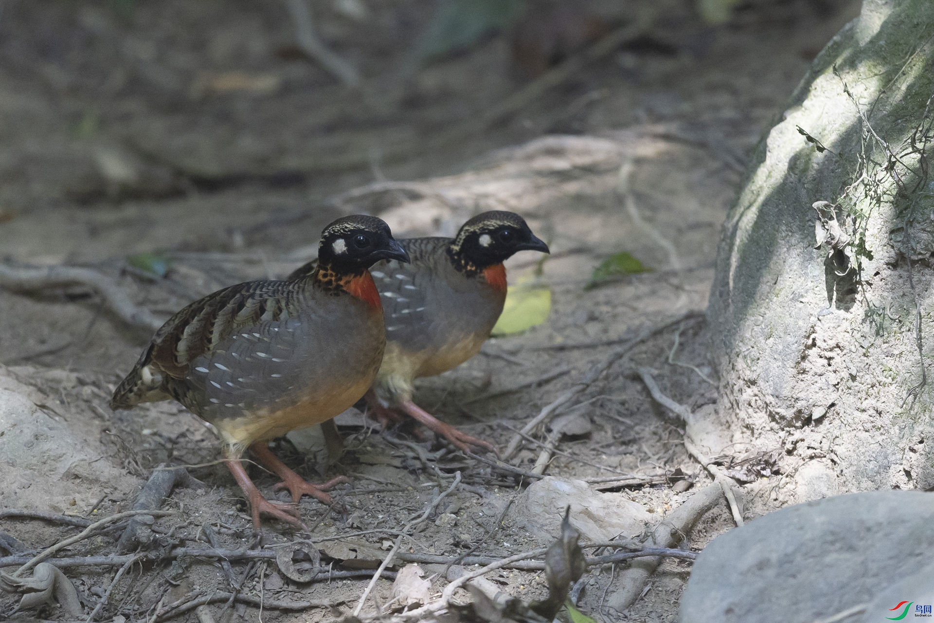 ����ɽ���