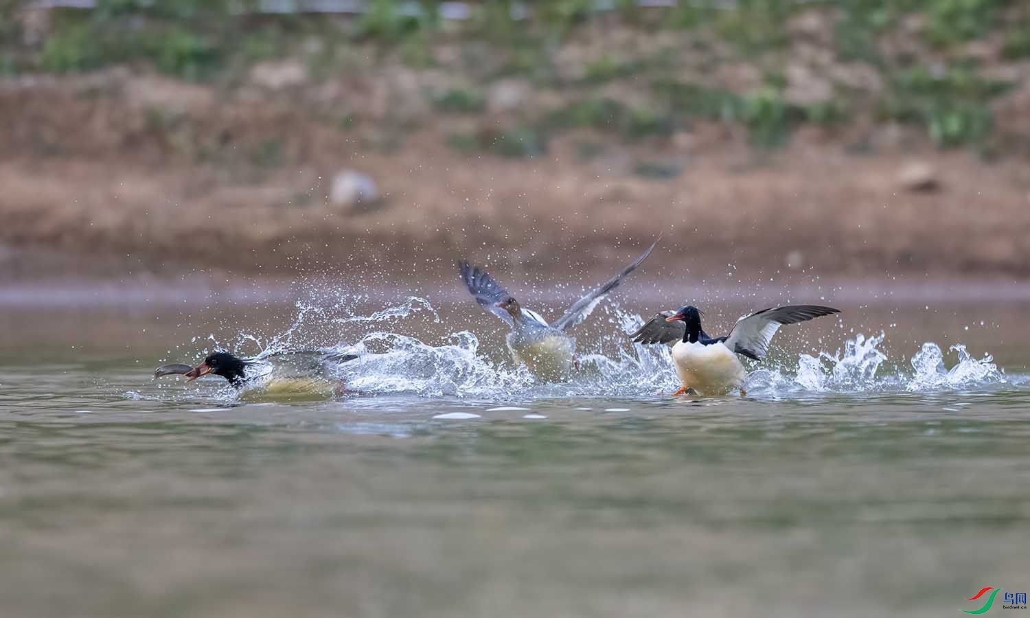 DSC_2814 ����.jpg