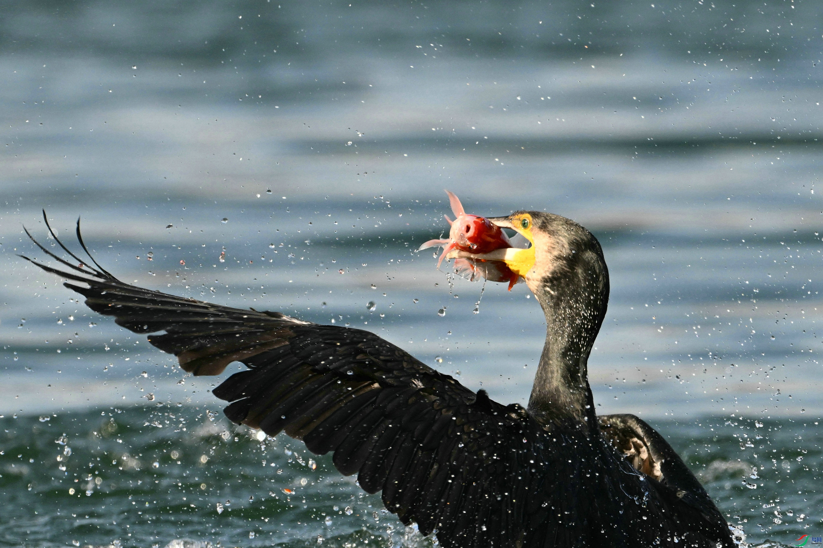 DSC_7435.JPG