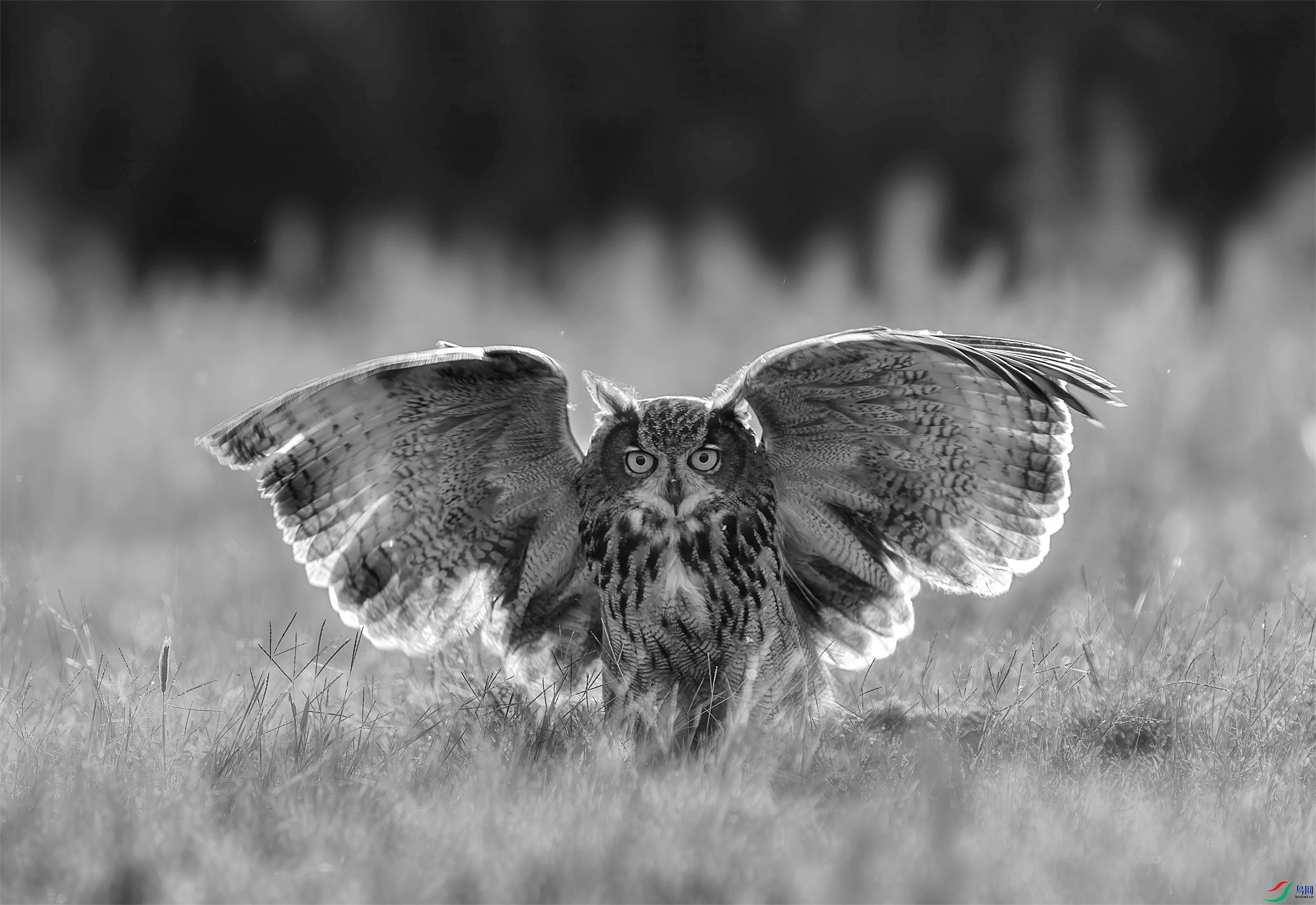 DSC05461 ����_����.jpg