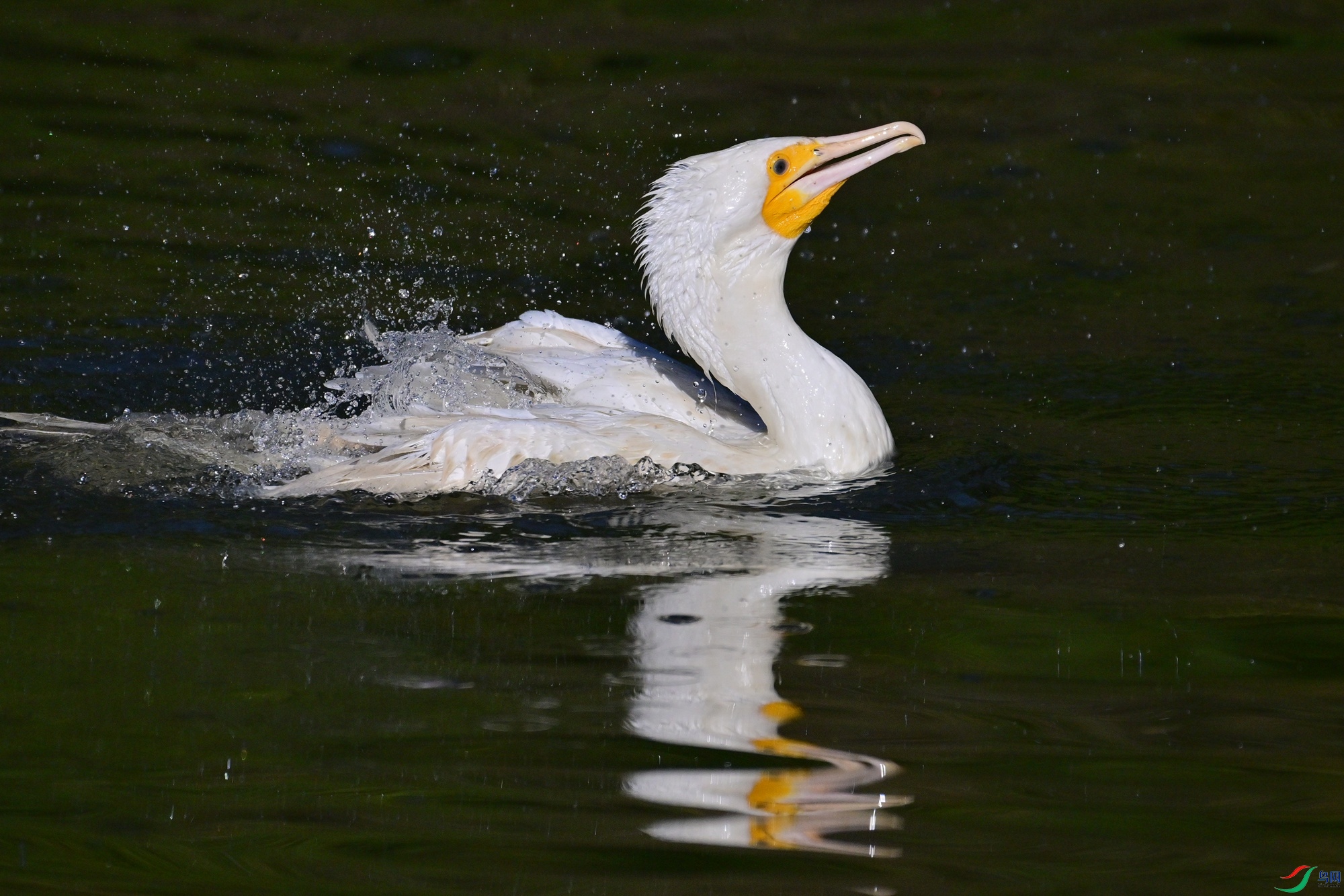 DSC_4746.JPG