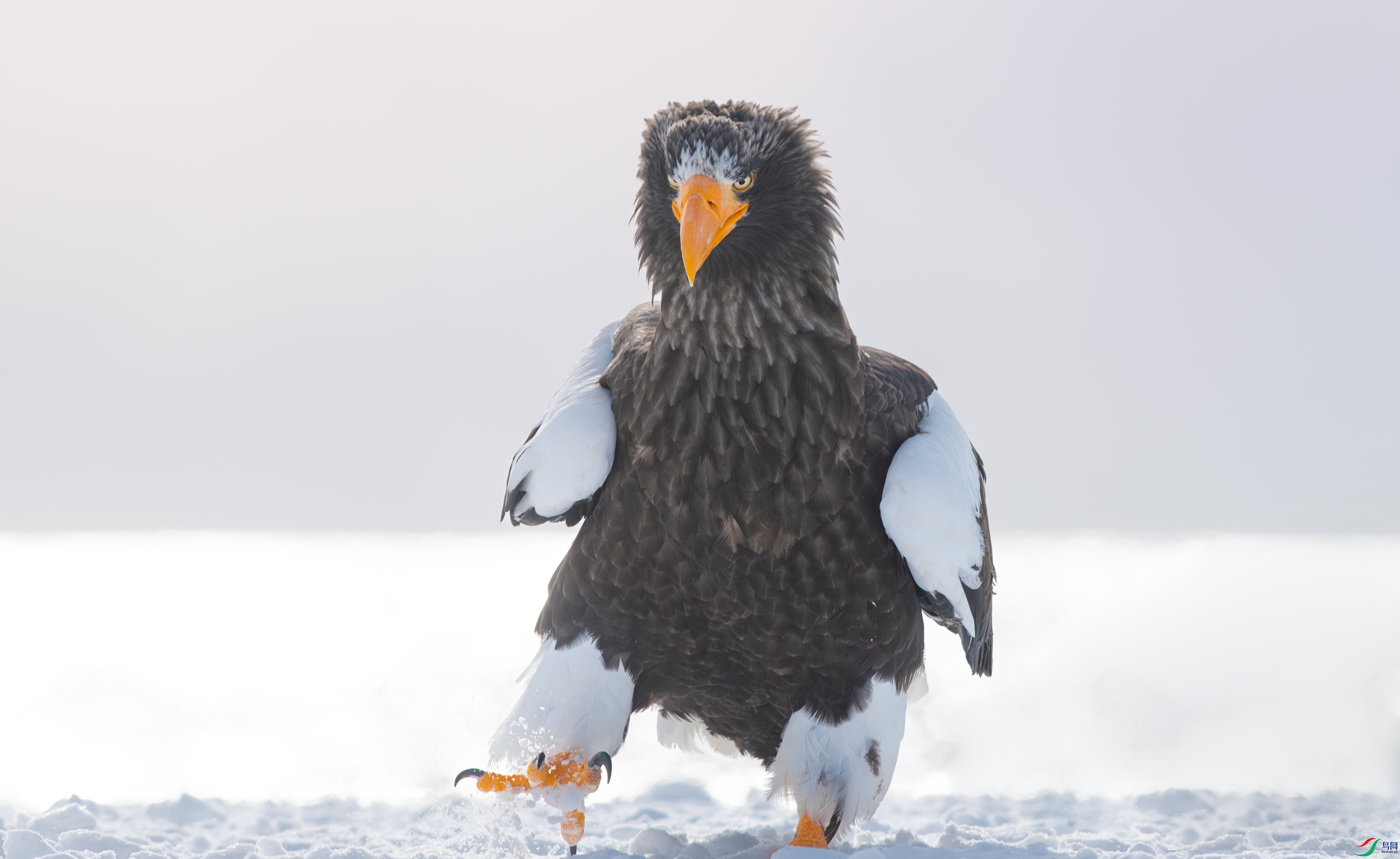 DSC_8287-����ǿ-NR-11.jpg