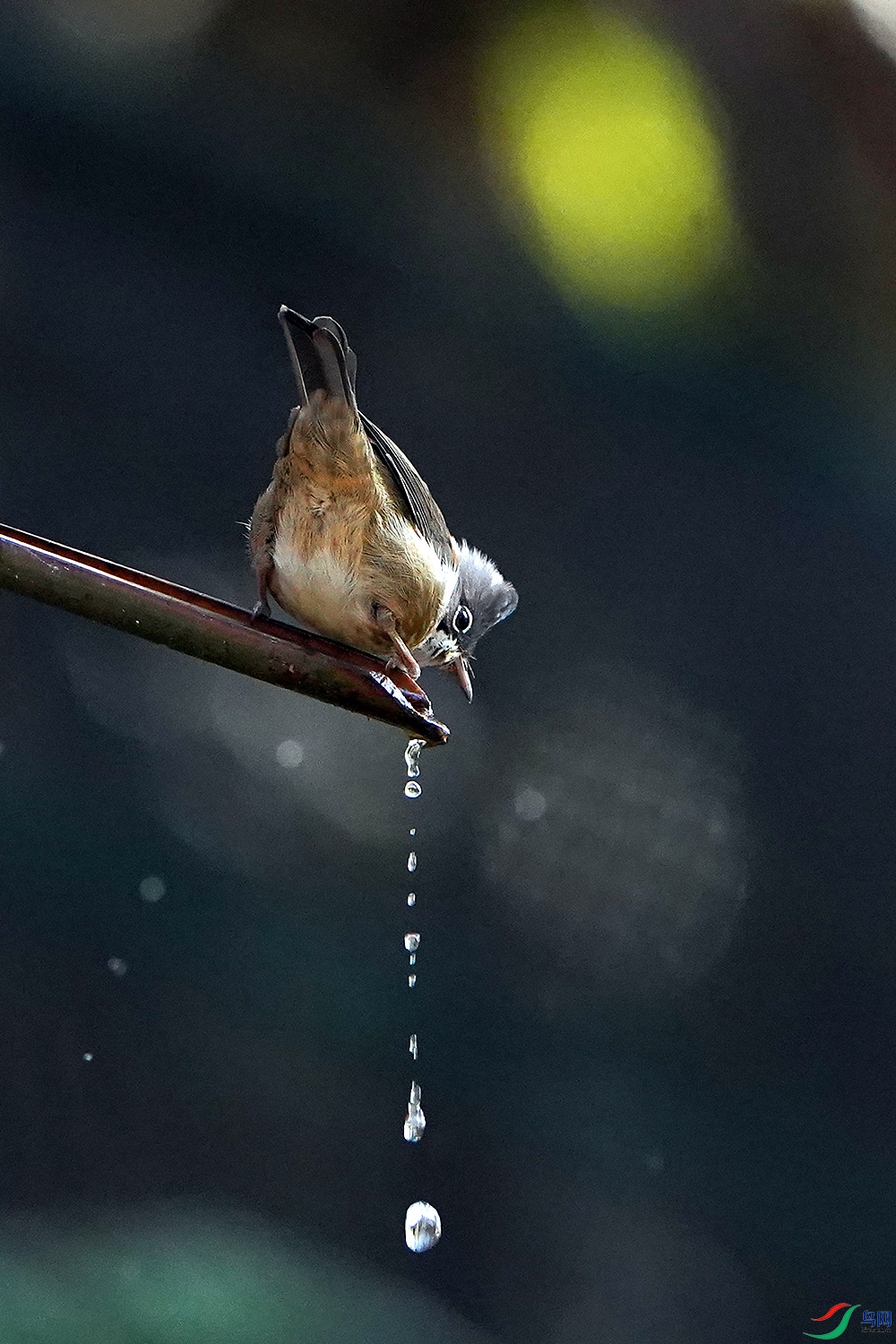 DSC07059 ����.jpg