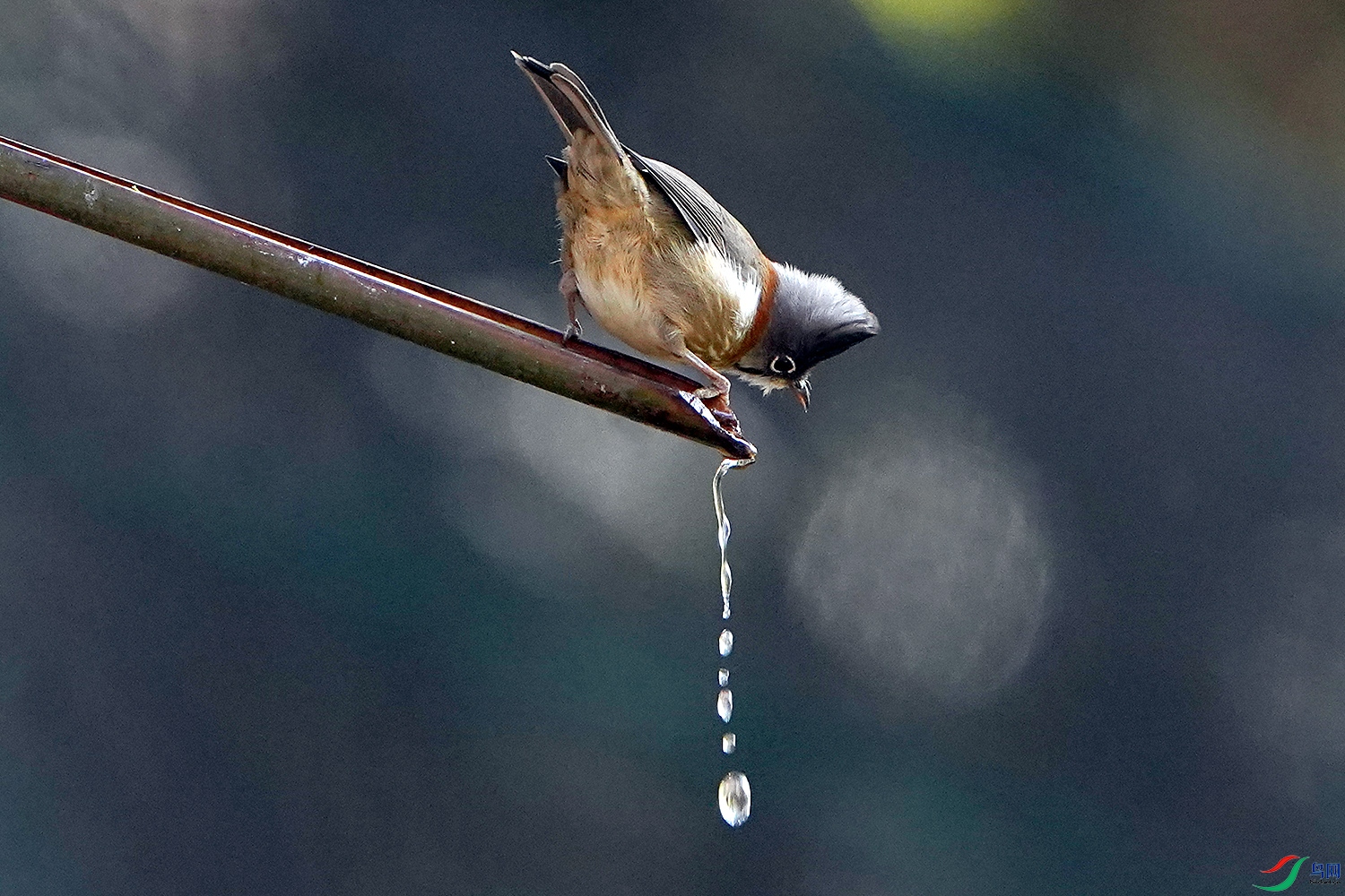 DSC07060 ����.jpg