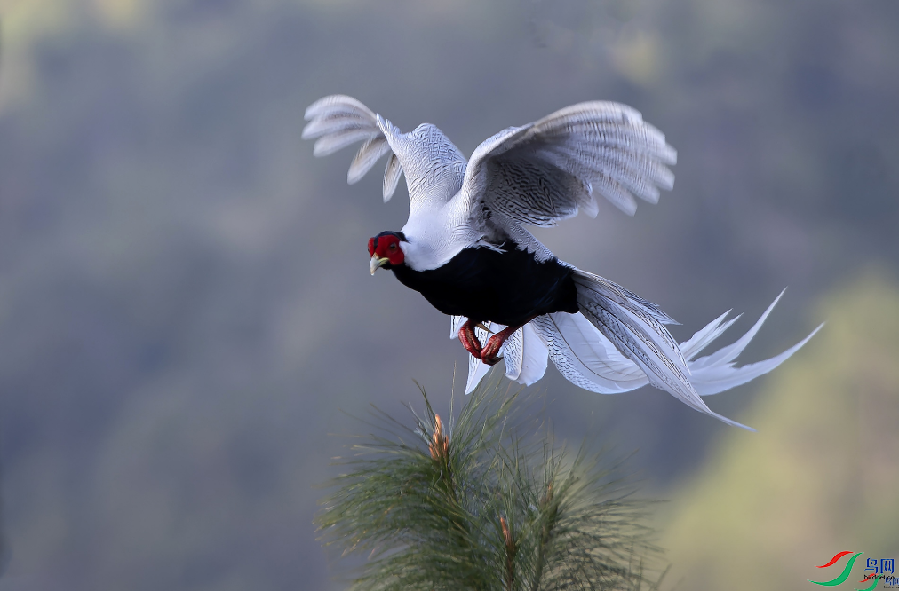 Ư���İ������ӣ��ٻ��Ա�������������99 12.png