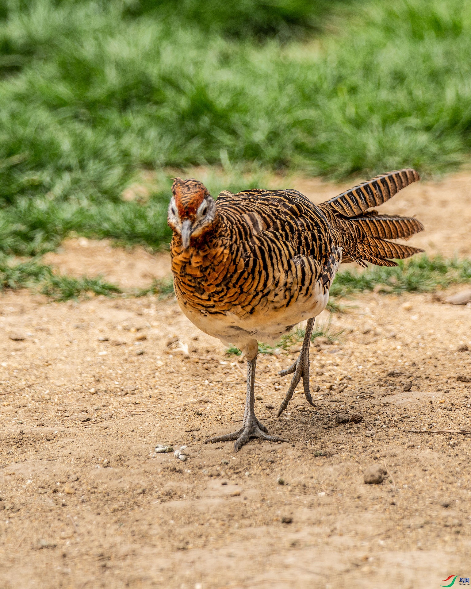 XT5A4941����.jpg