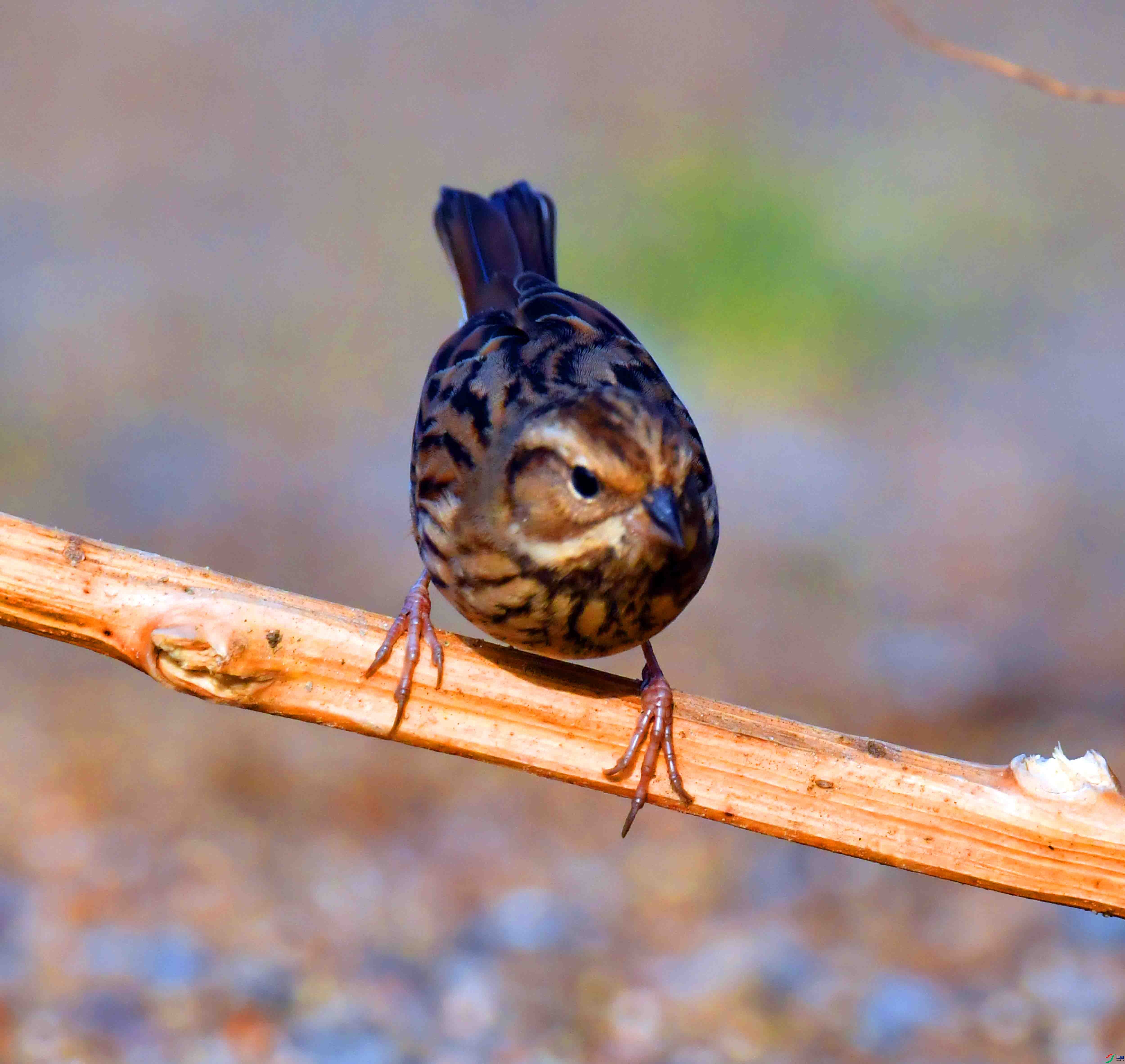 DSC_9853.JPG