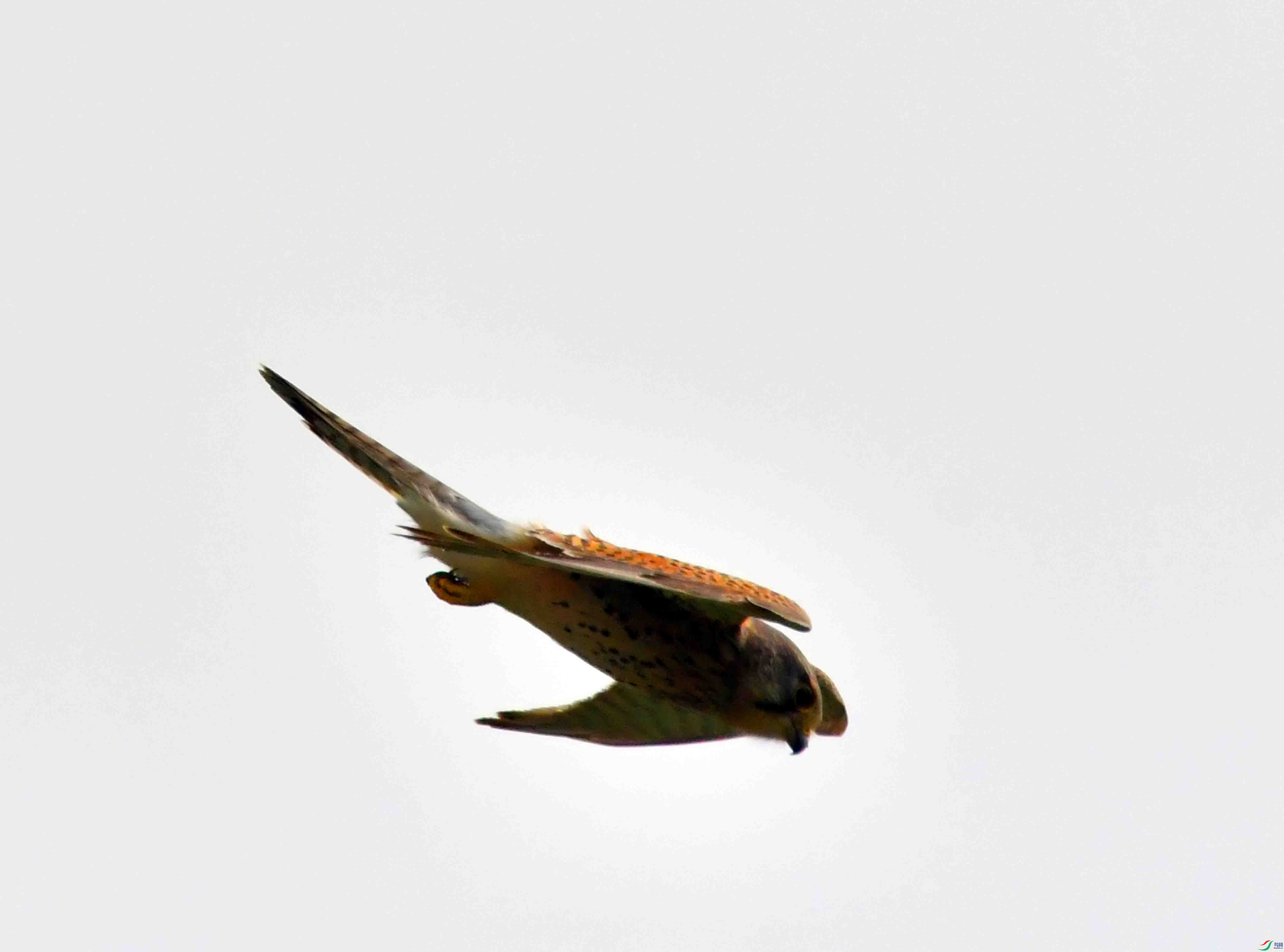 DSC_0480.JPG
