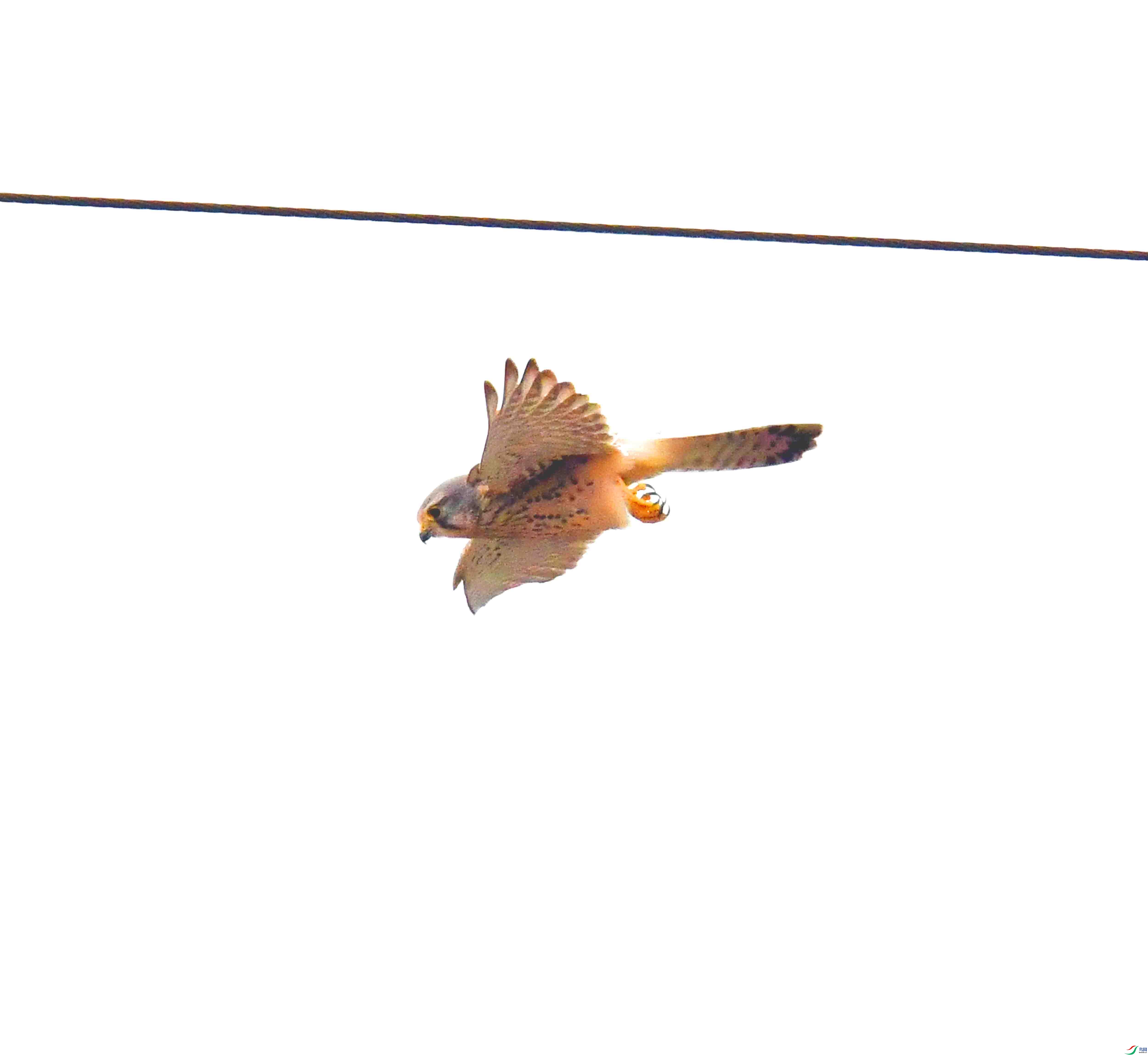 DSC_0506.JPG