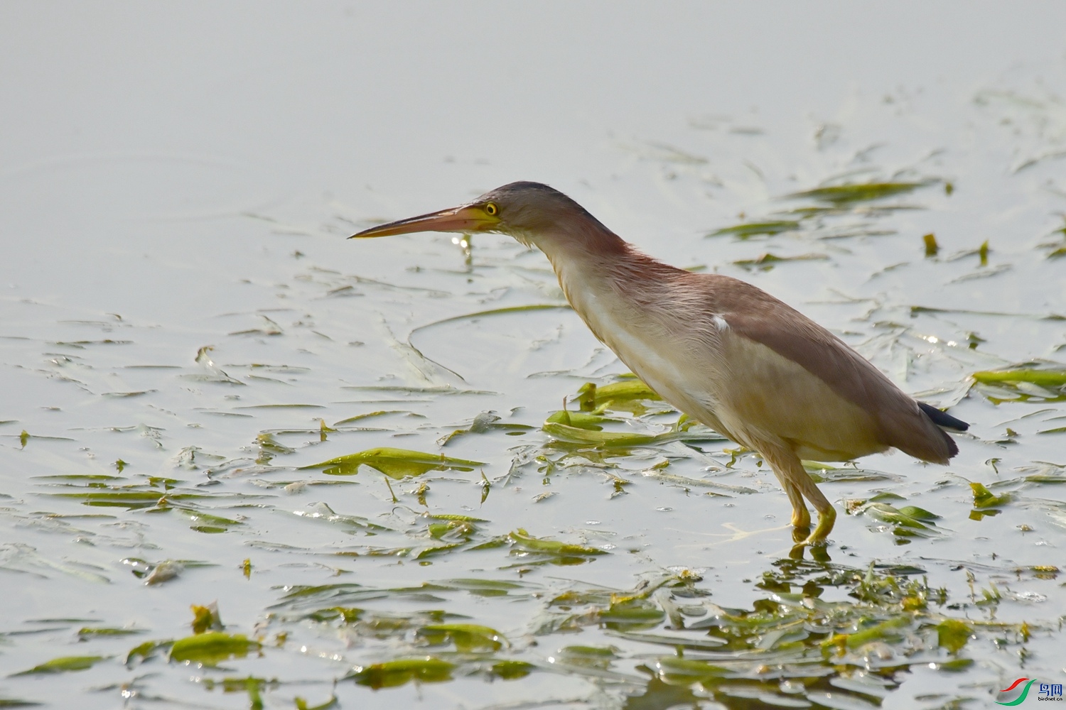 DSC_8796.JPG