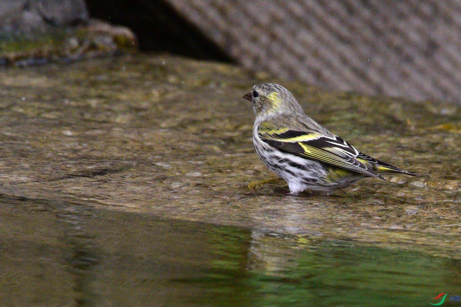 DSC_6729.JPG