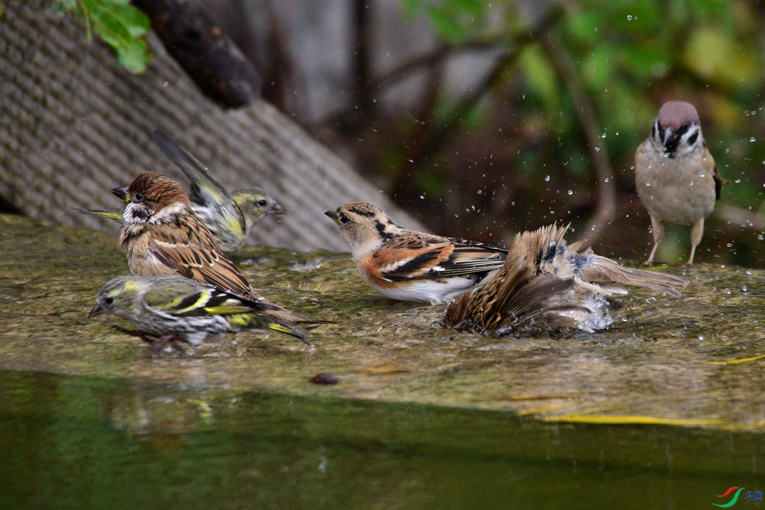 DSC_6749.JPG
