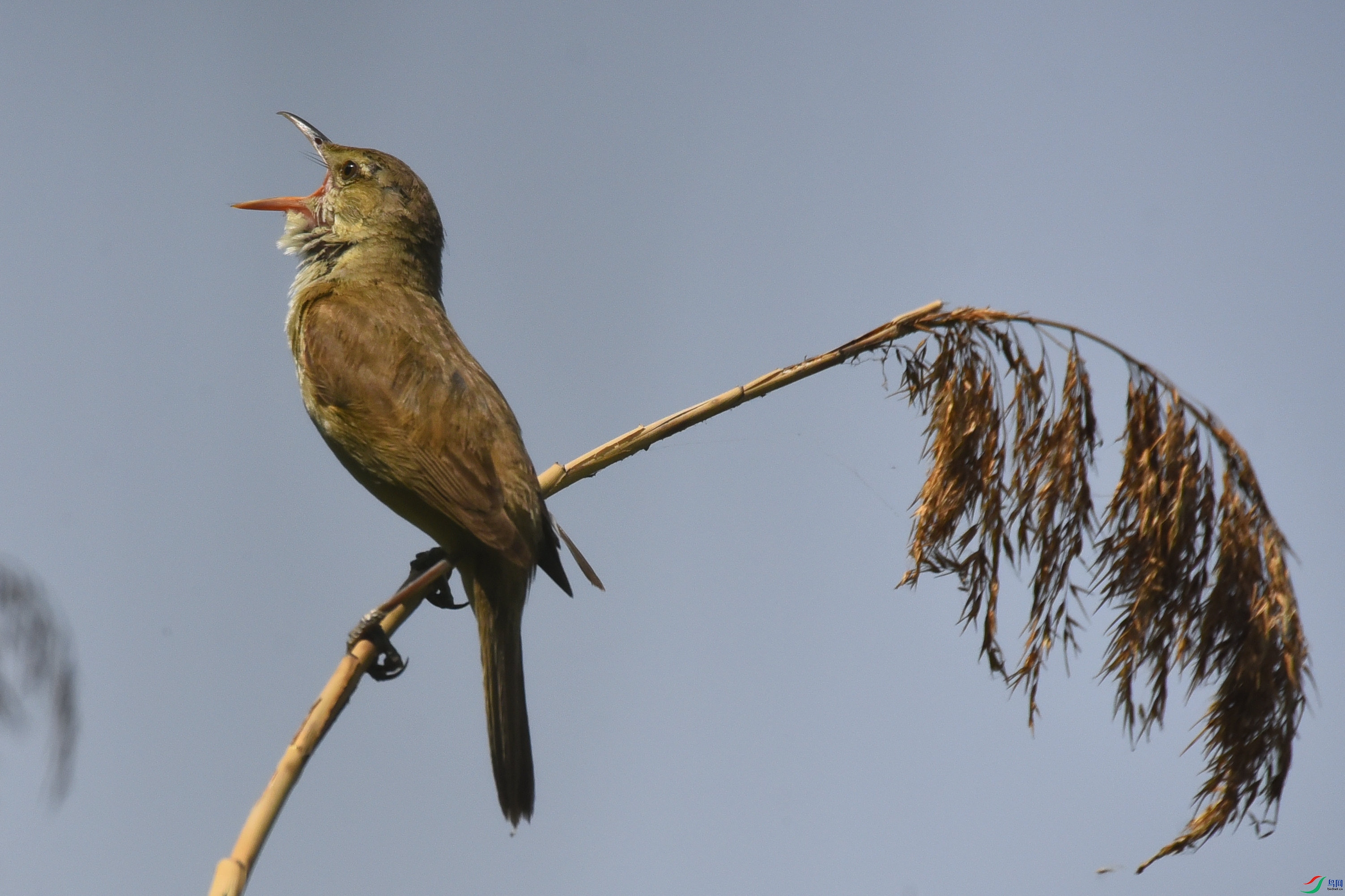 DSC_3431.JPG