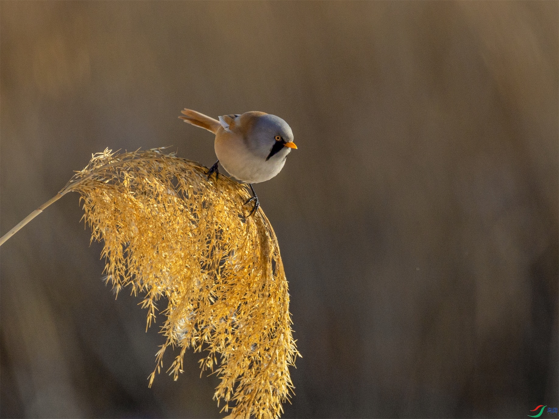 1K3A8945 ����1.jpg