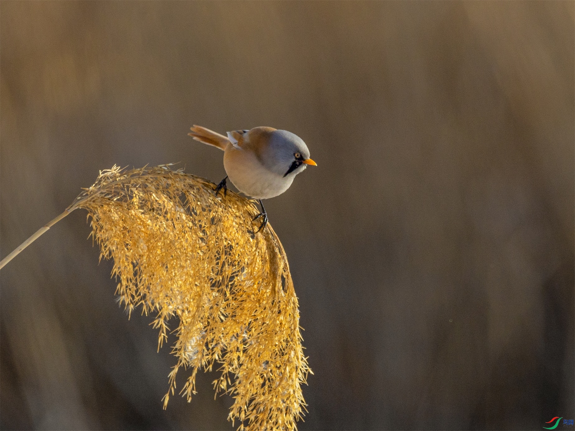 1K3A8946 ����1.jpg