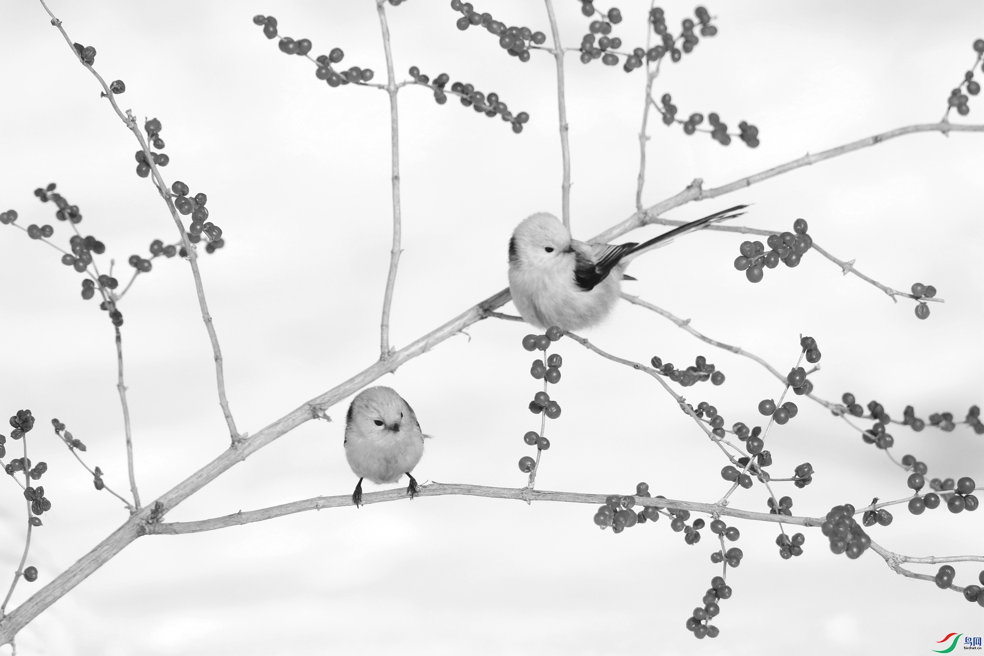 0G1A8979.JPG