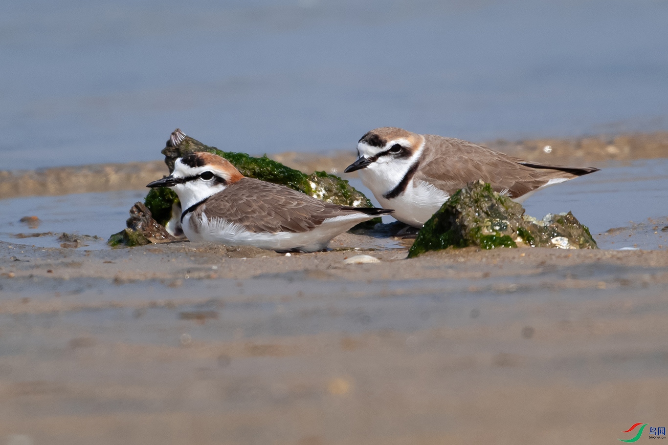 DSC_5500--.jpg