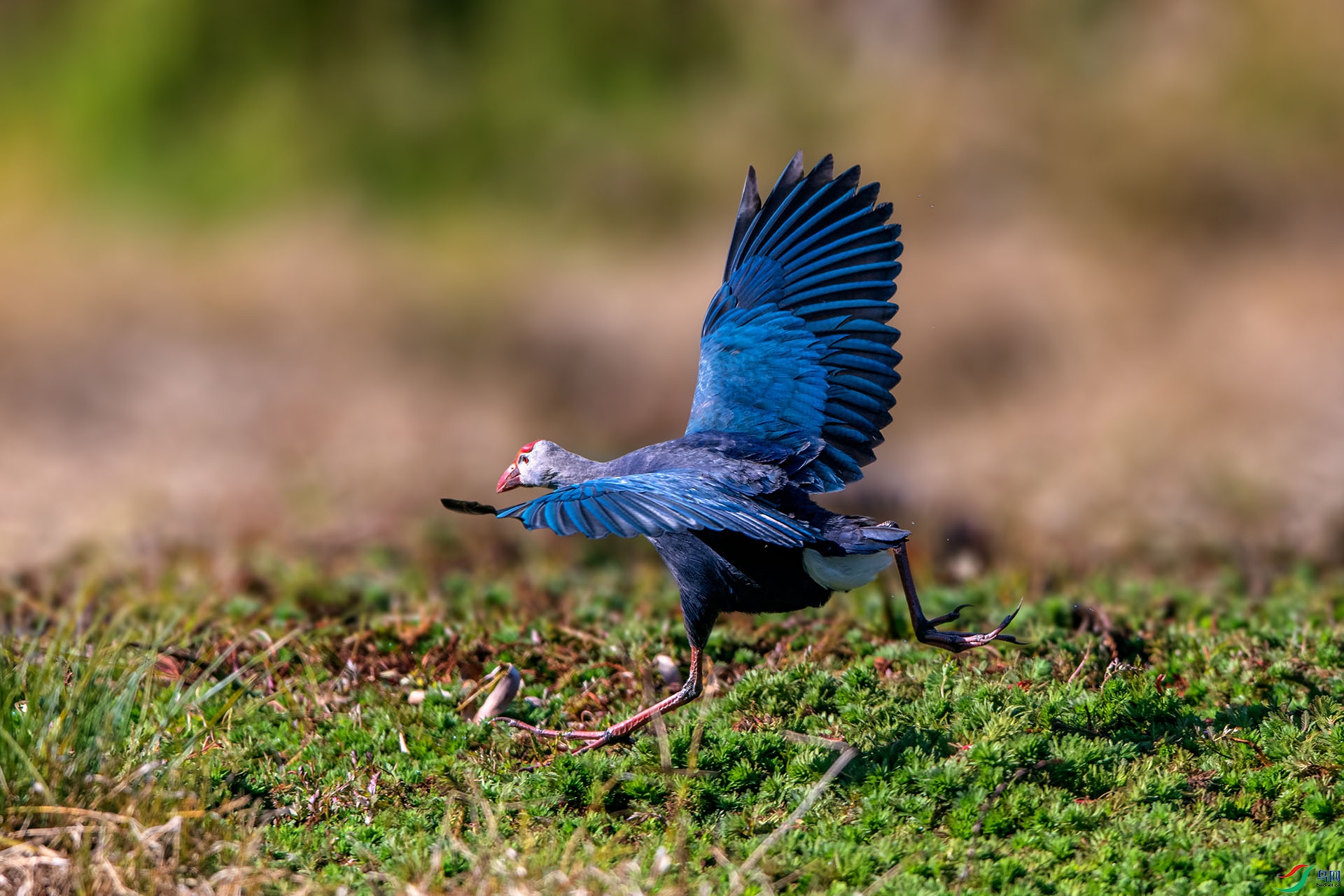 _AUU6095��ˮ��(24.2.19).jpg