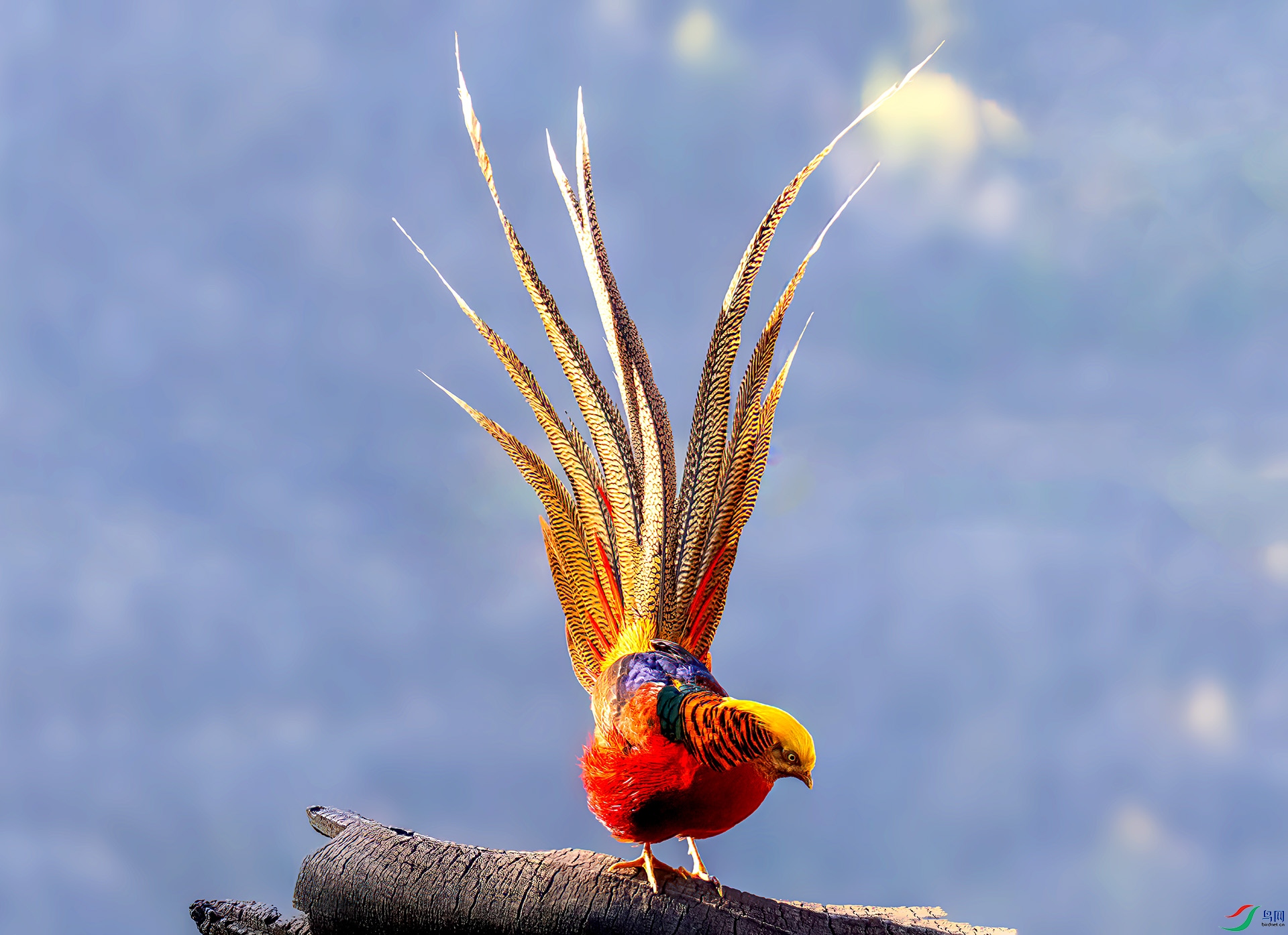 _07A3537 ����-Sha---1 .jpg