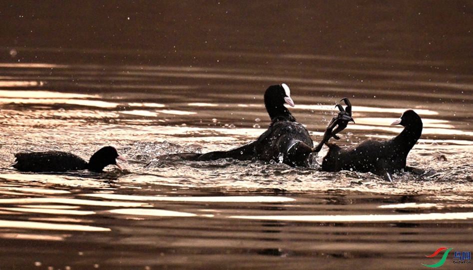 ����һ�߹ľ���