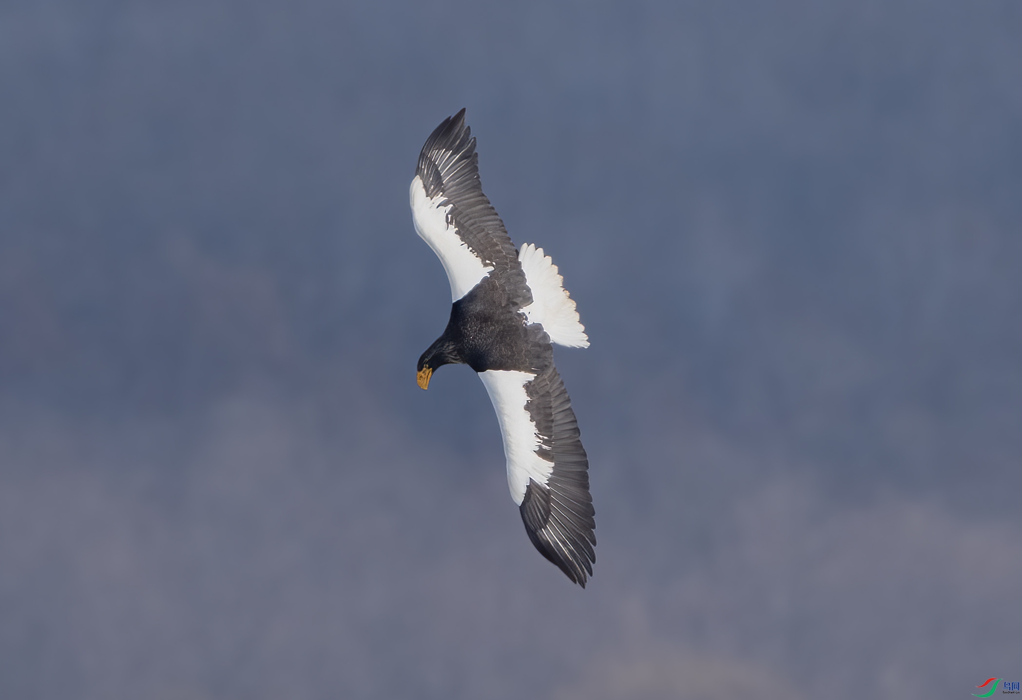 DSC08526 ����.jpg