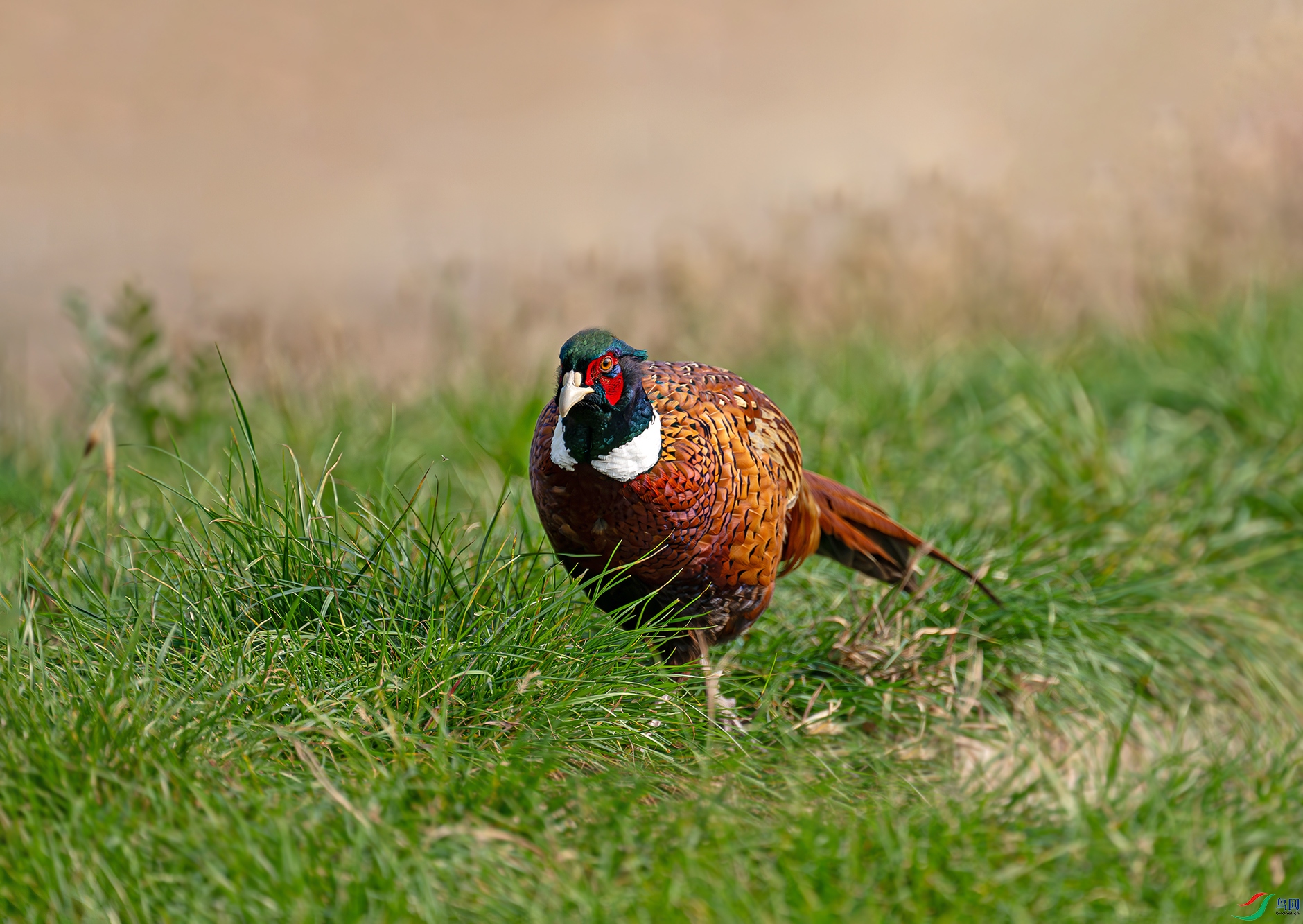 DSC_8391d.jpg