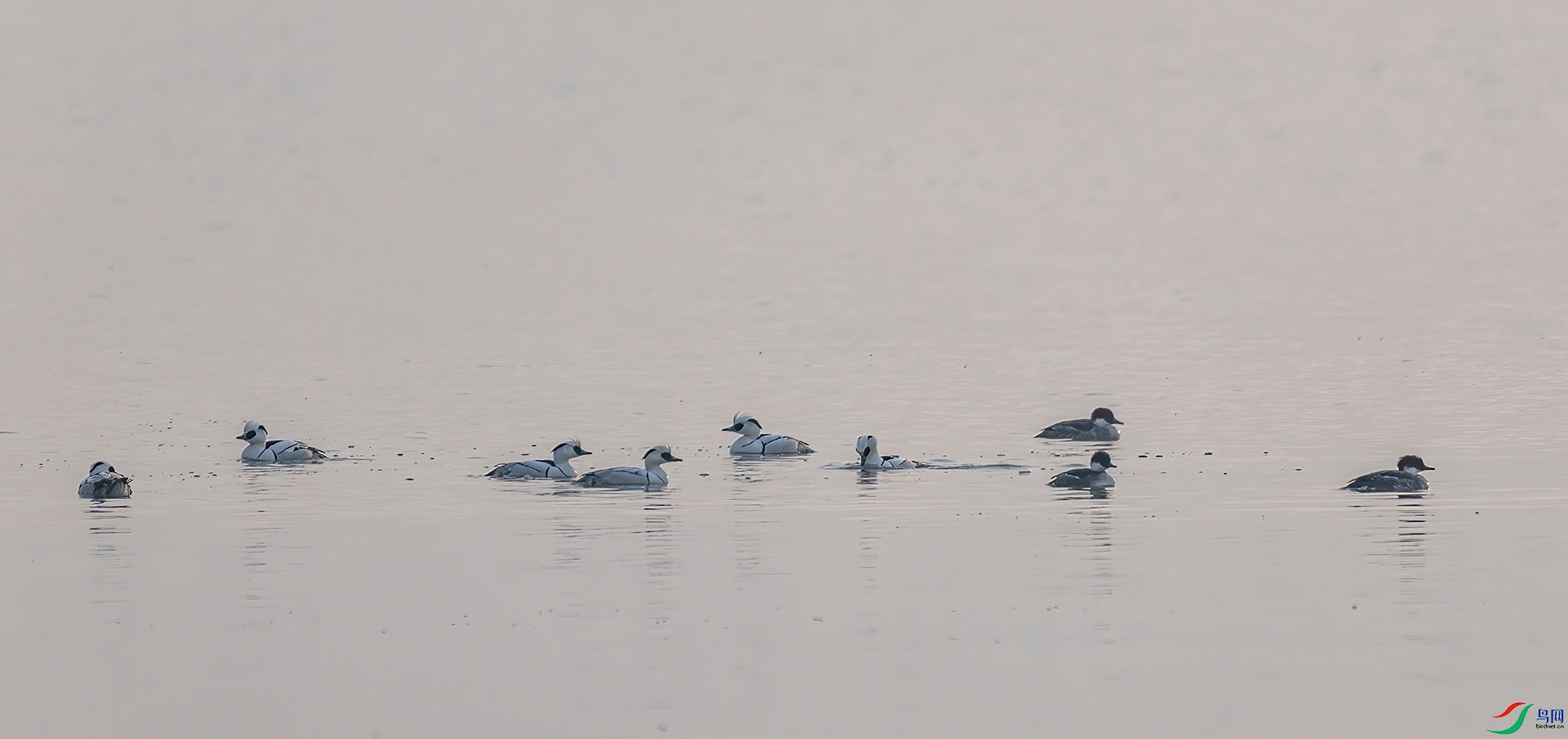 _60A7496 ����-Sha---1 .jpg