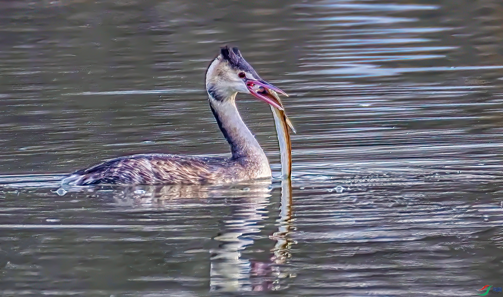 _60A9829---1-Sha----1-Sha---1 .jpg